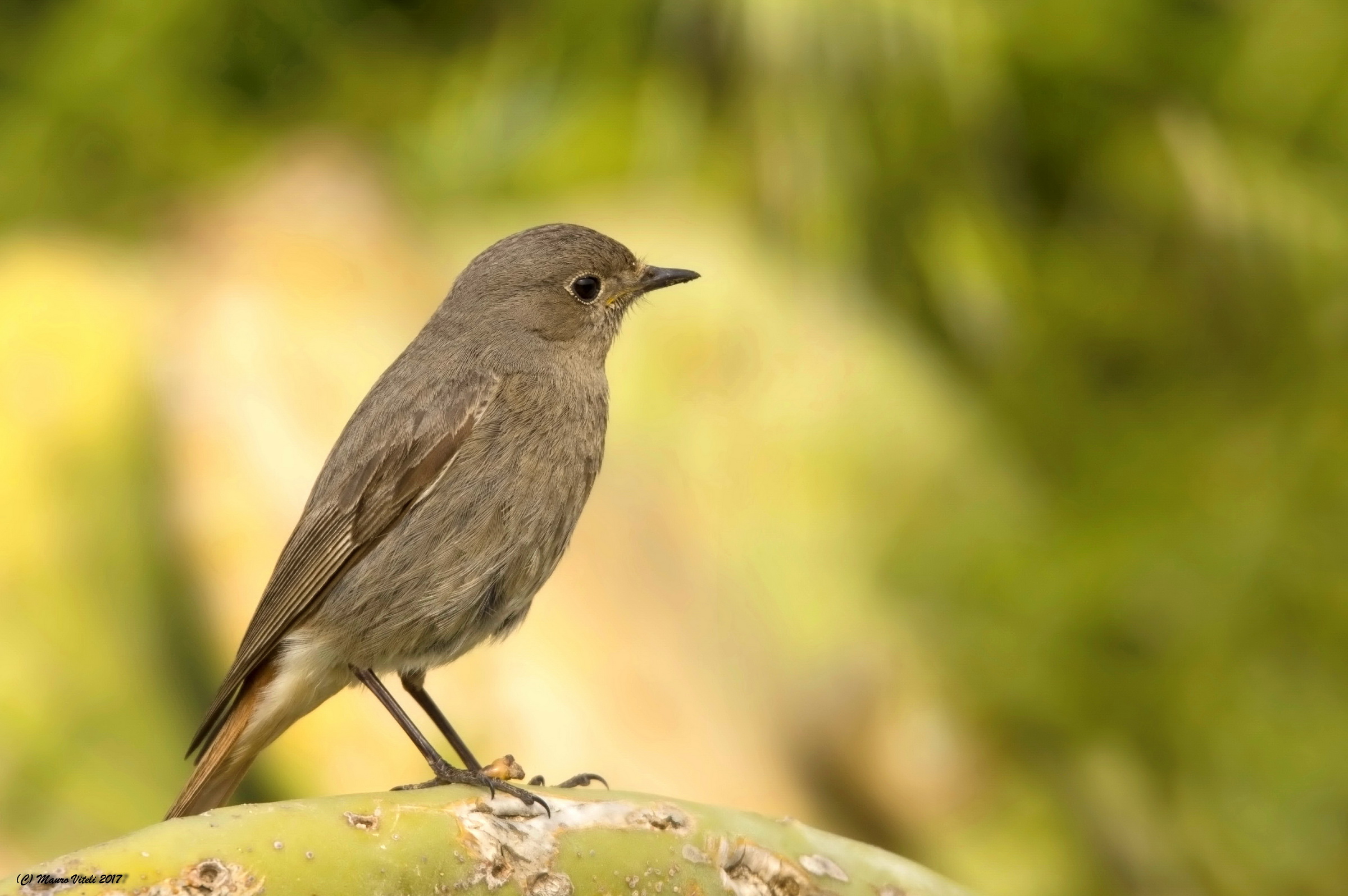 Redstart