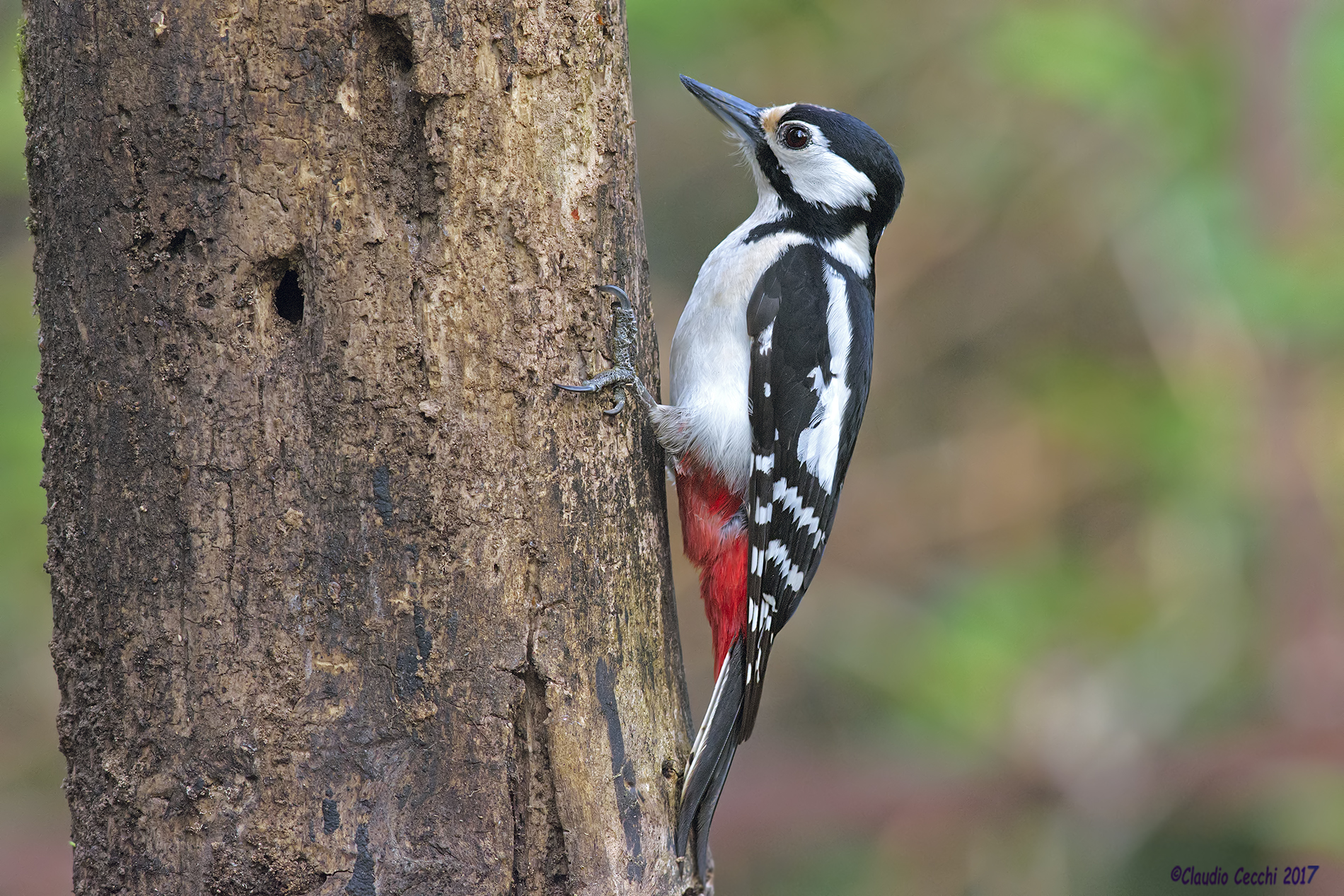 Woodpecker female