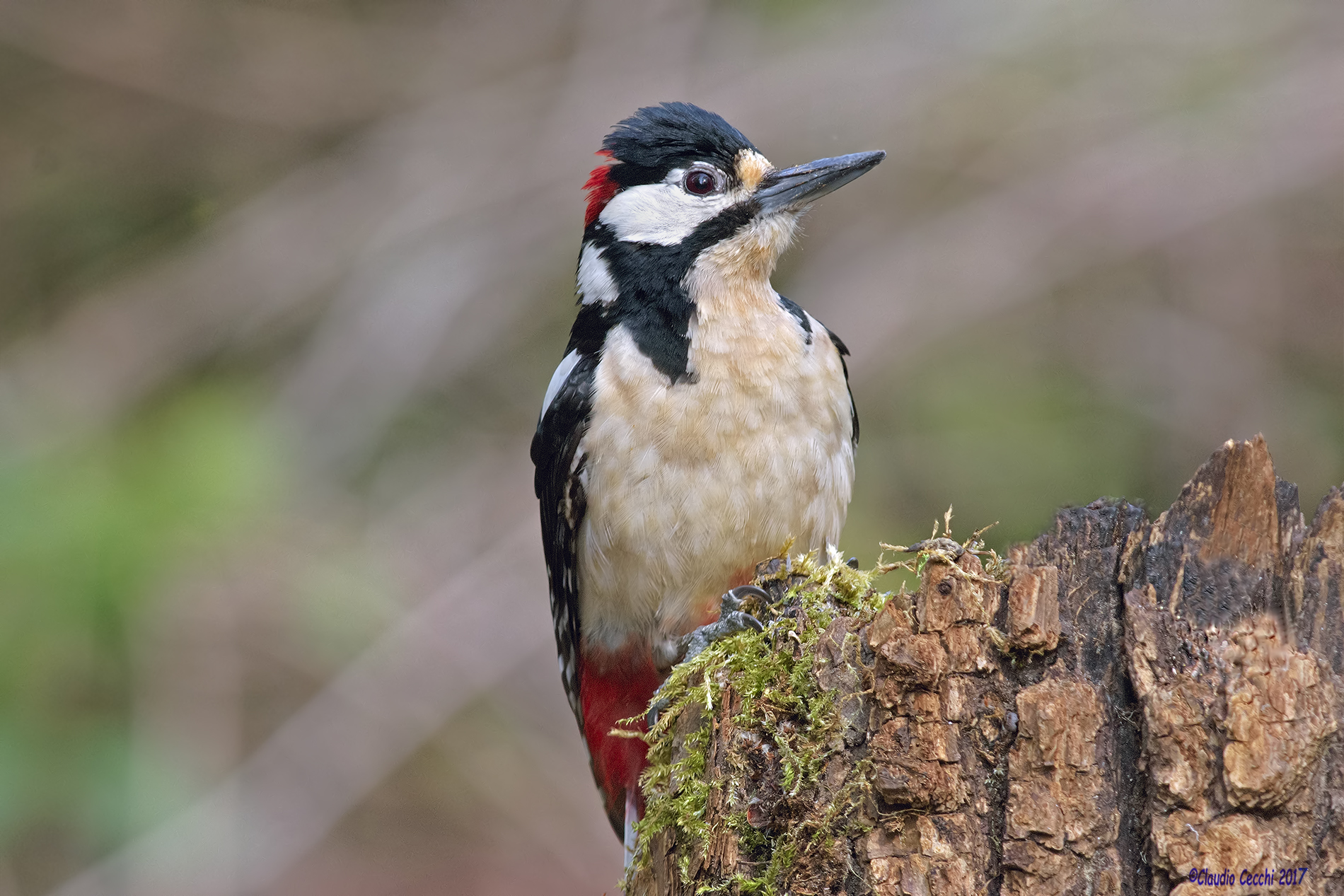 Male Woodpecker