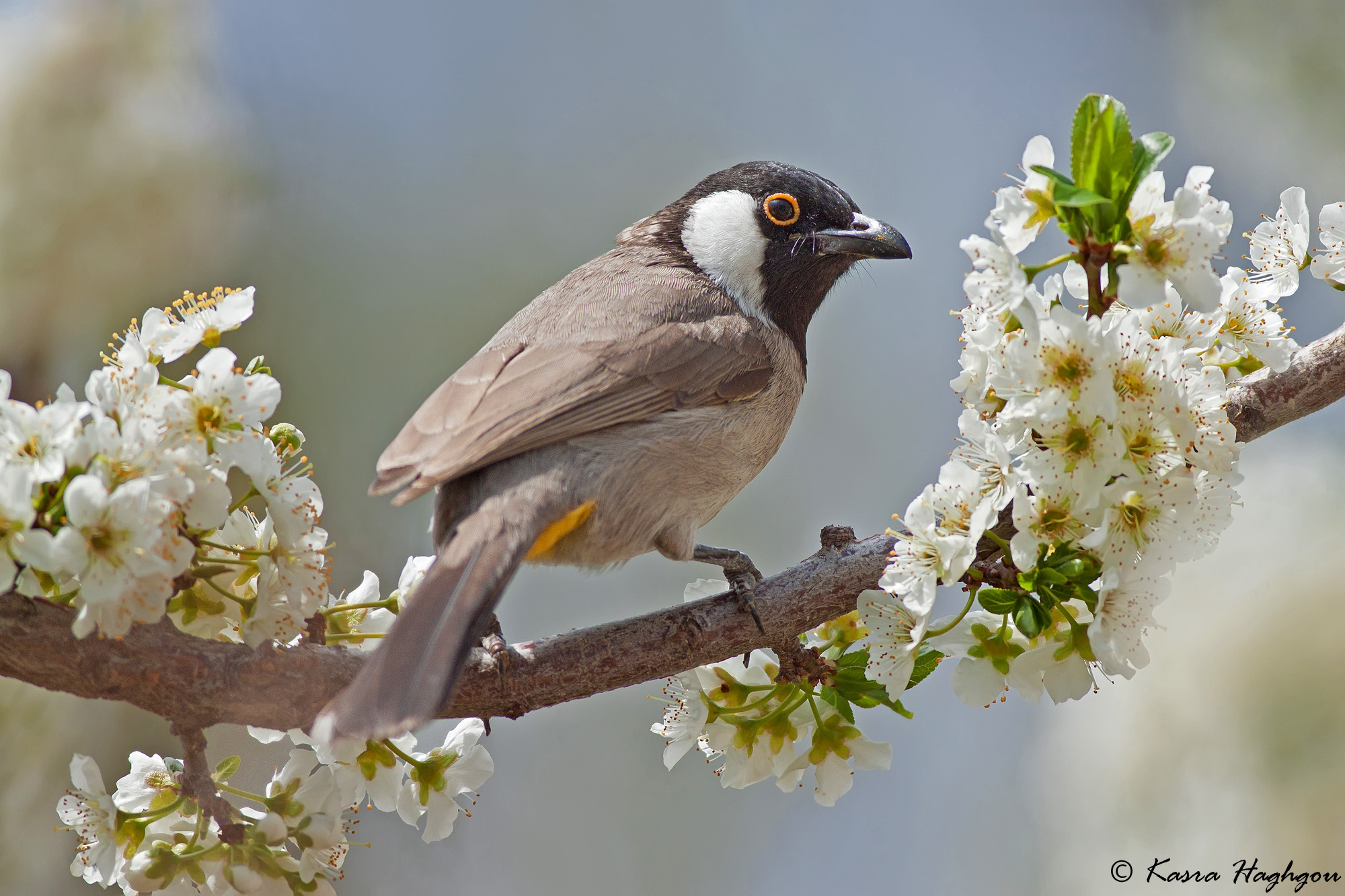 White-cheeked Bulbul