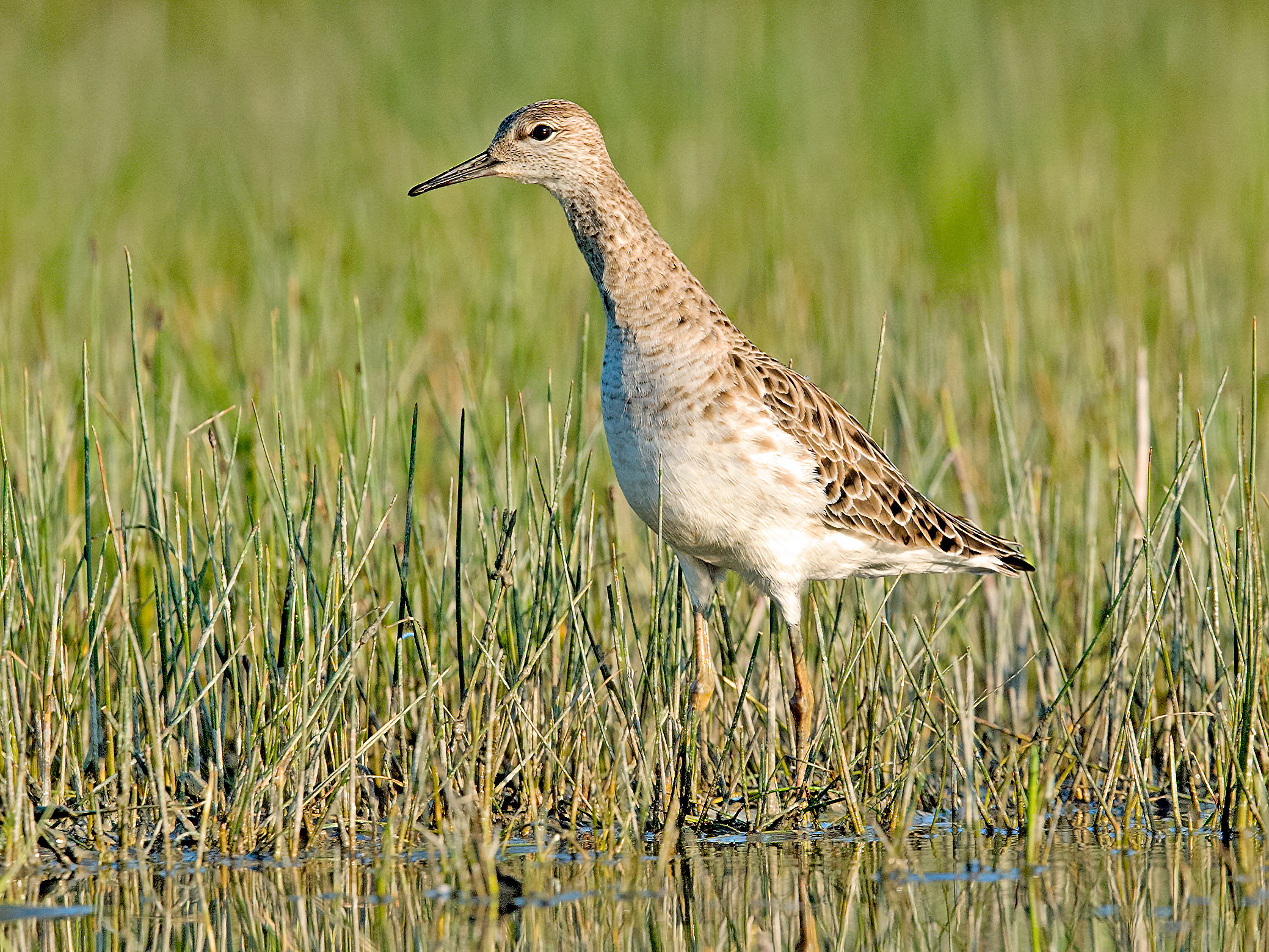 piro piro boschereccio