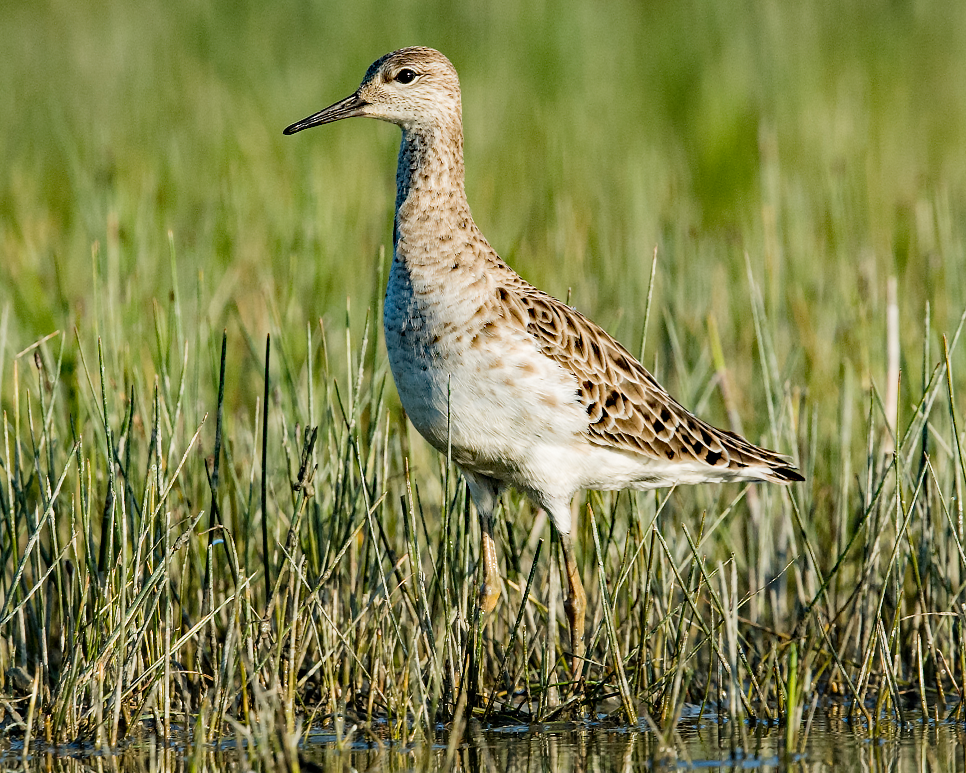 piro piro boschereccio