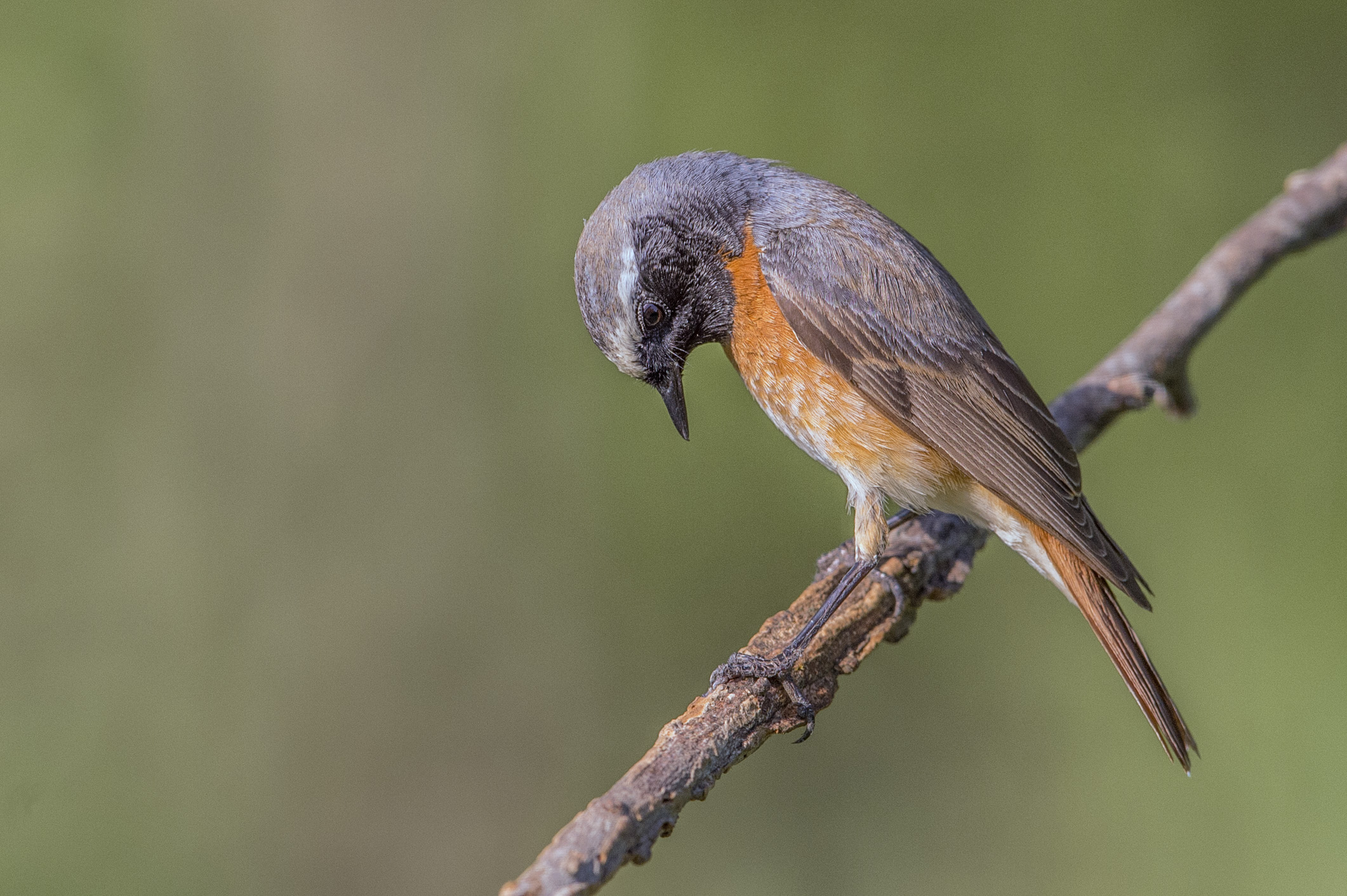 Black Redstart