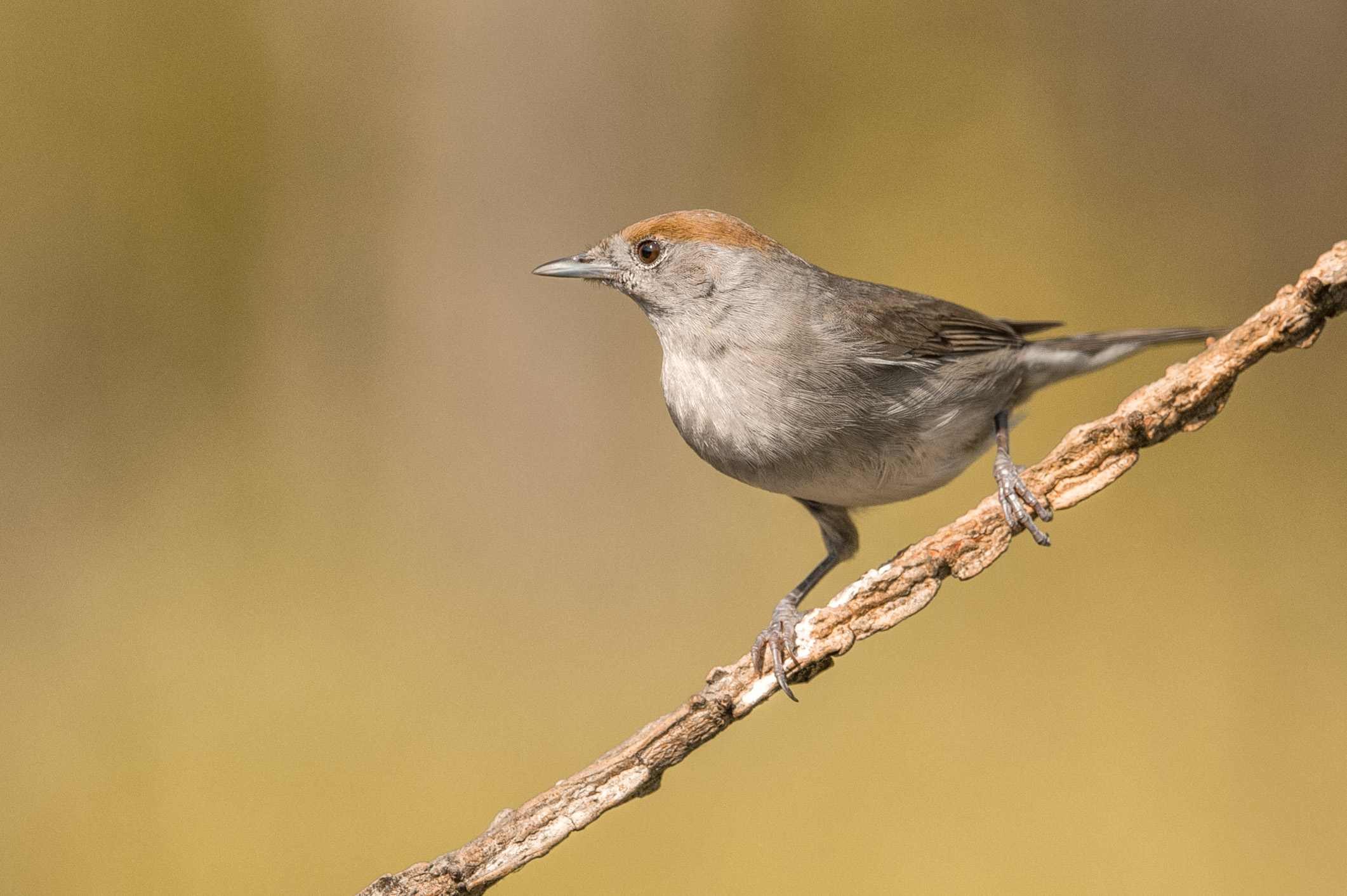 Blackcap female