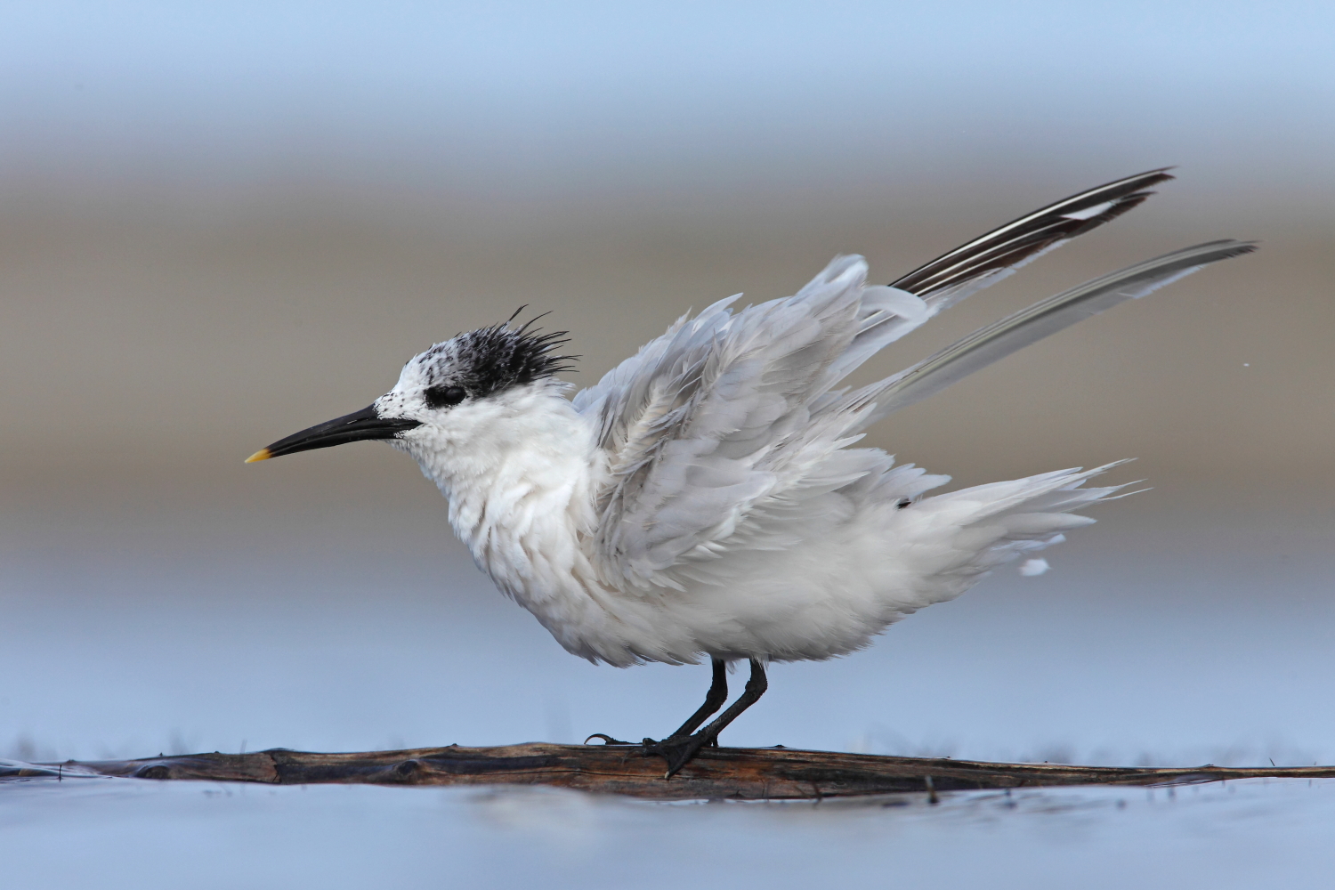sandwich terns + backstage