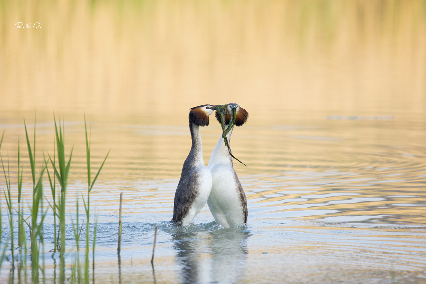 The courtship dance of grebes More