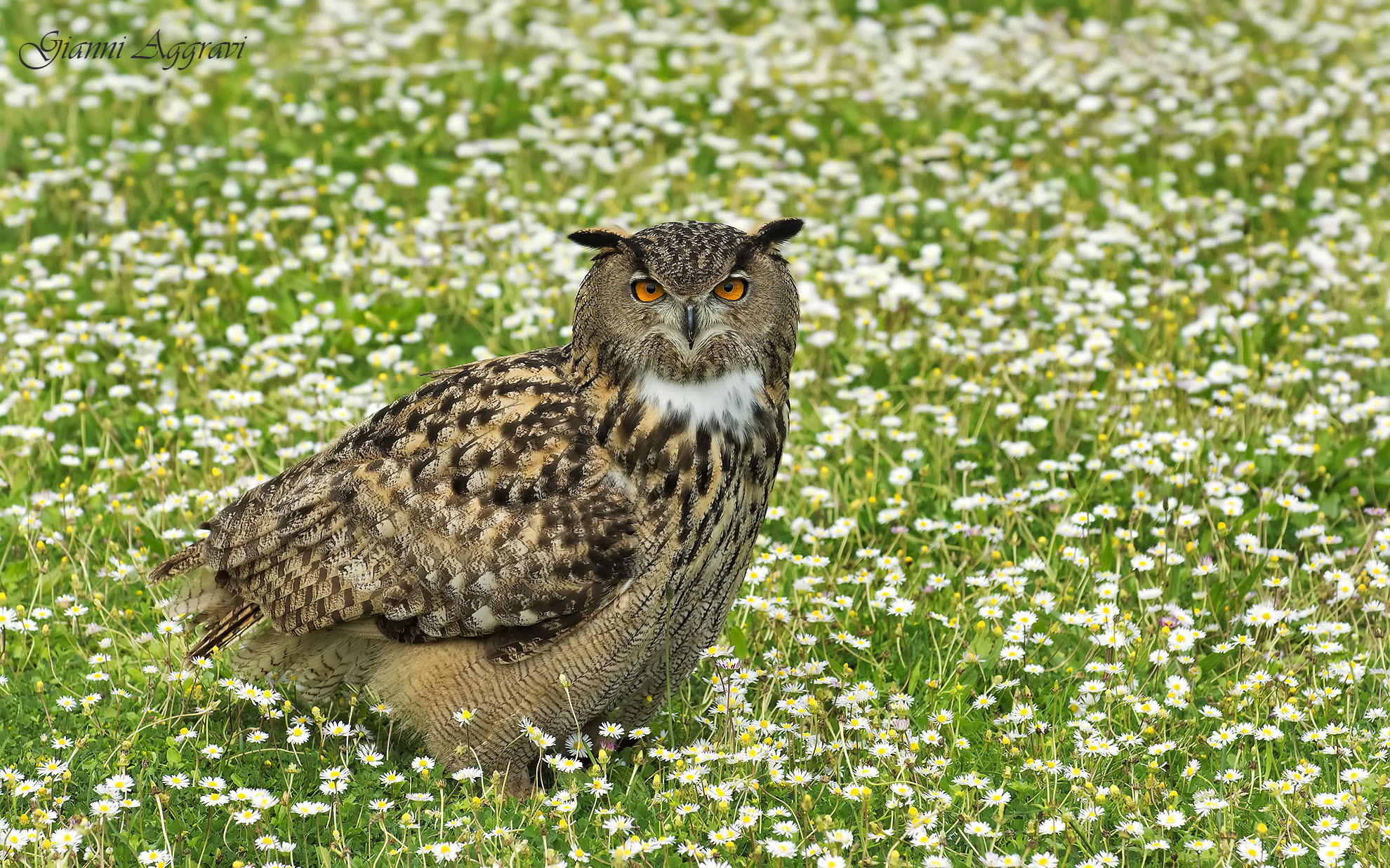 Eagle Owl (Bubo Bubo)