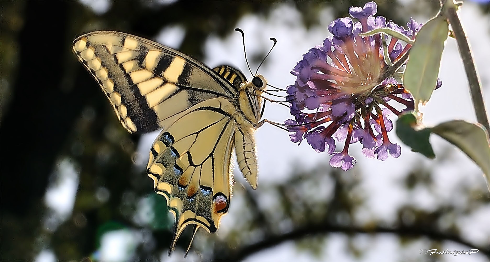 L'eleganza in un battito d'ali