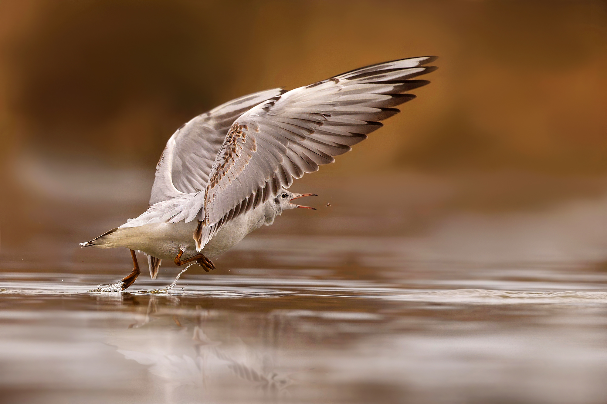 Gull with prey