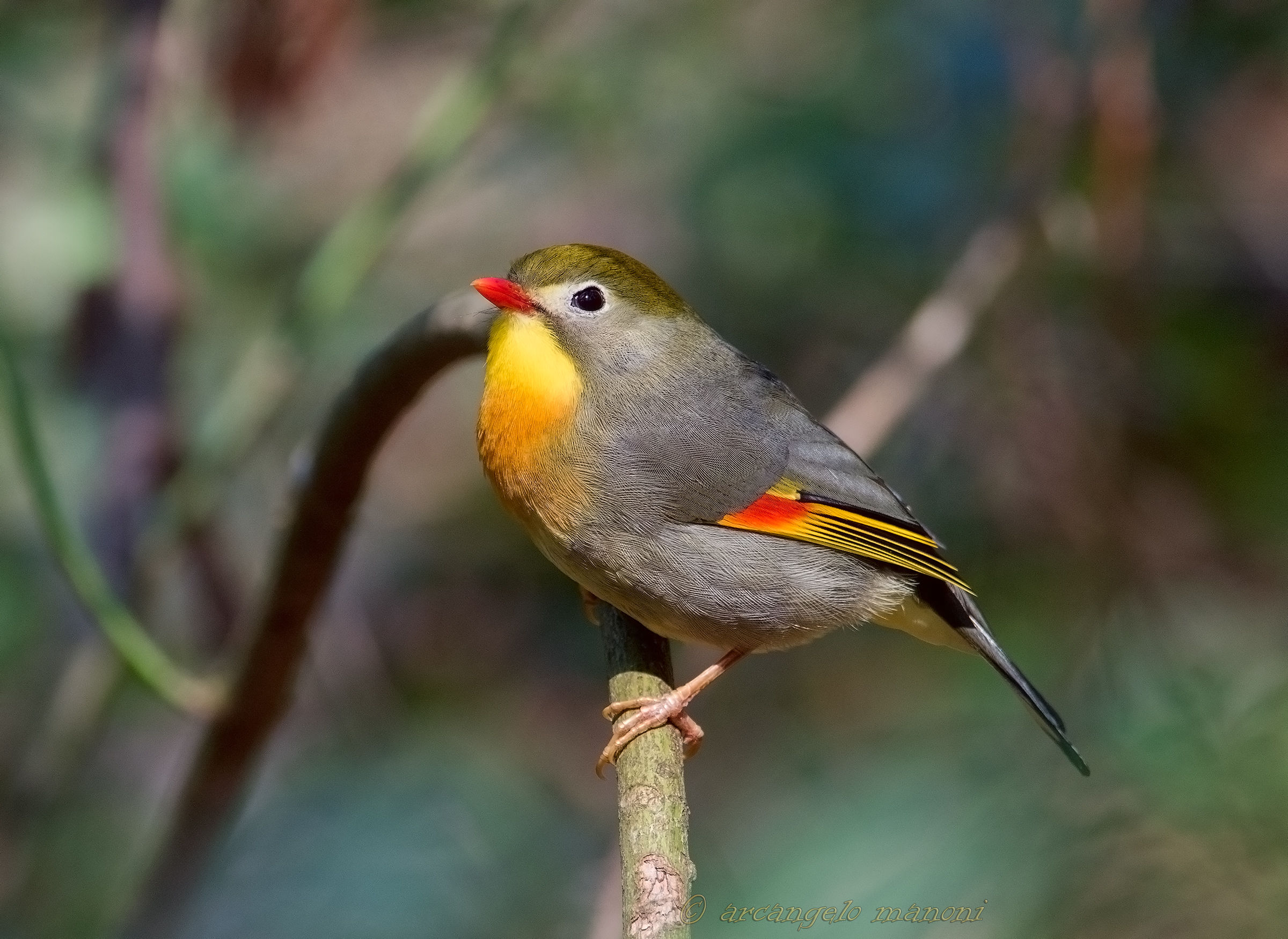 The colorful nightingale of Japan