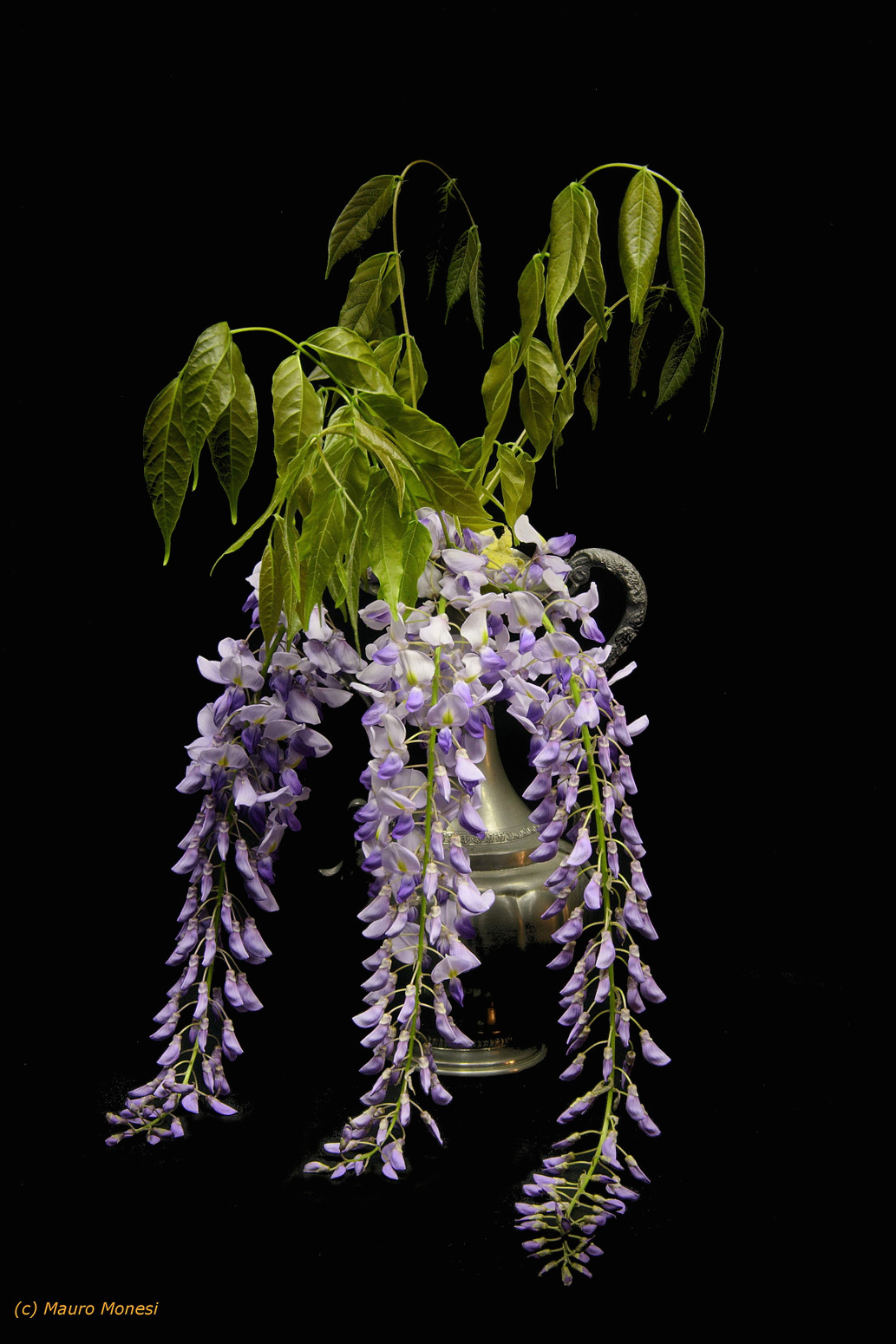 Cascade of Wisteria