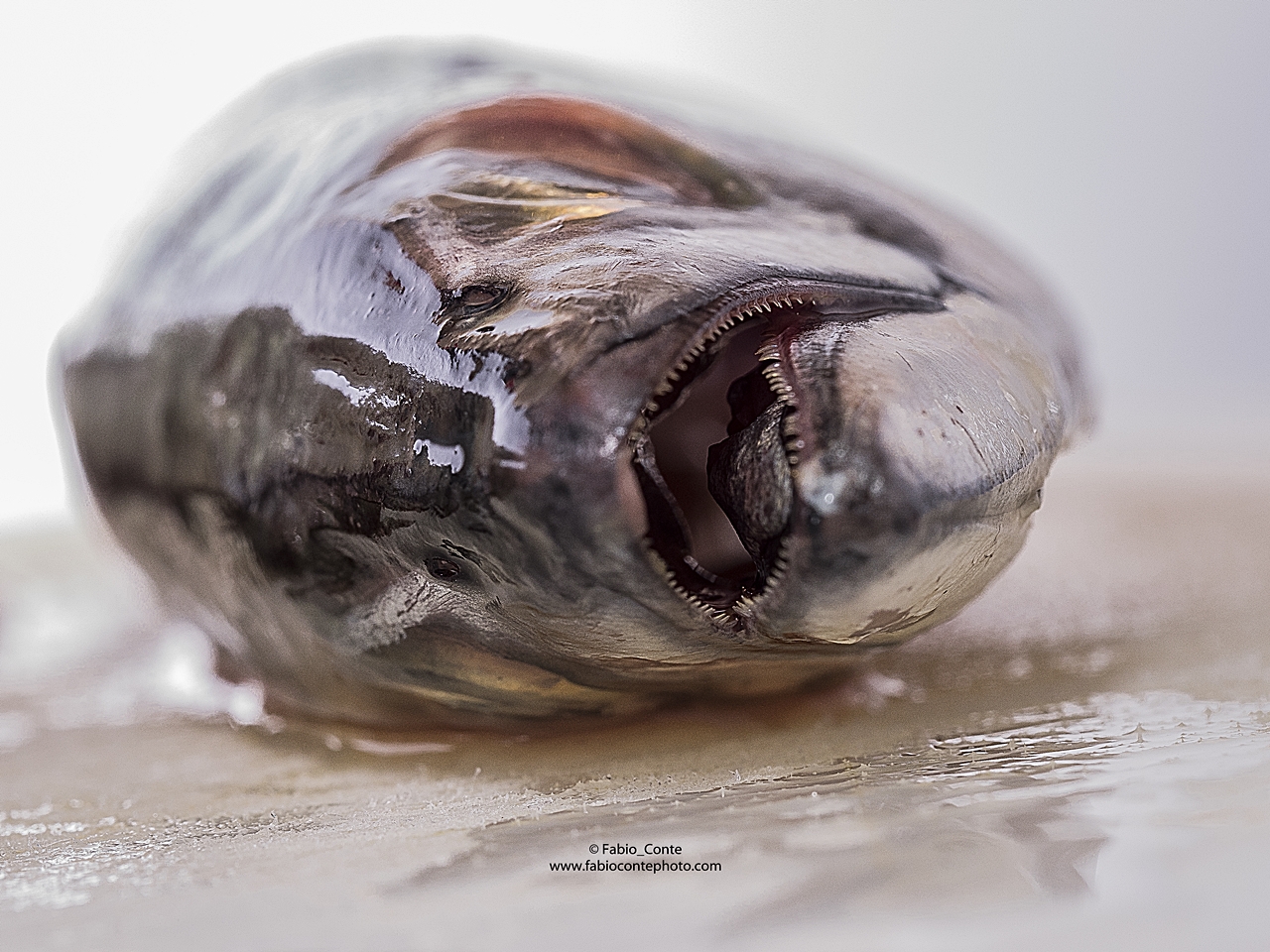 Healthy as a fish ...