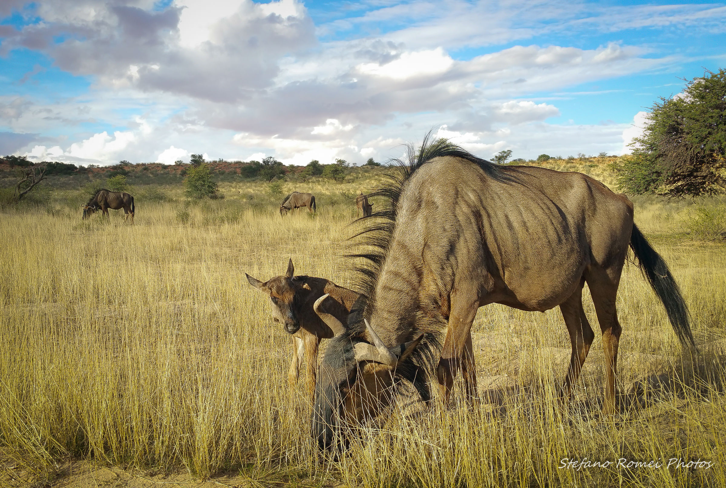 smartphone that has its own ....