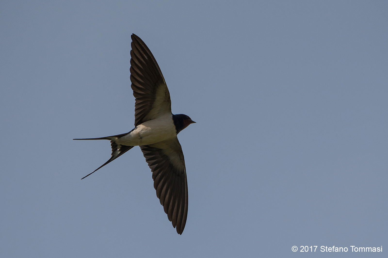 Rondine in volo (spero riveduta e corretta)