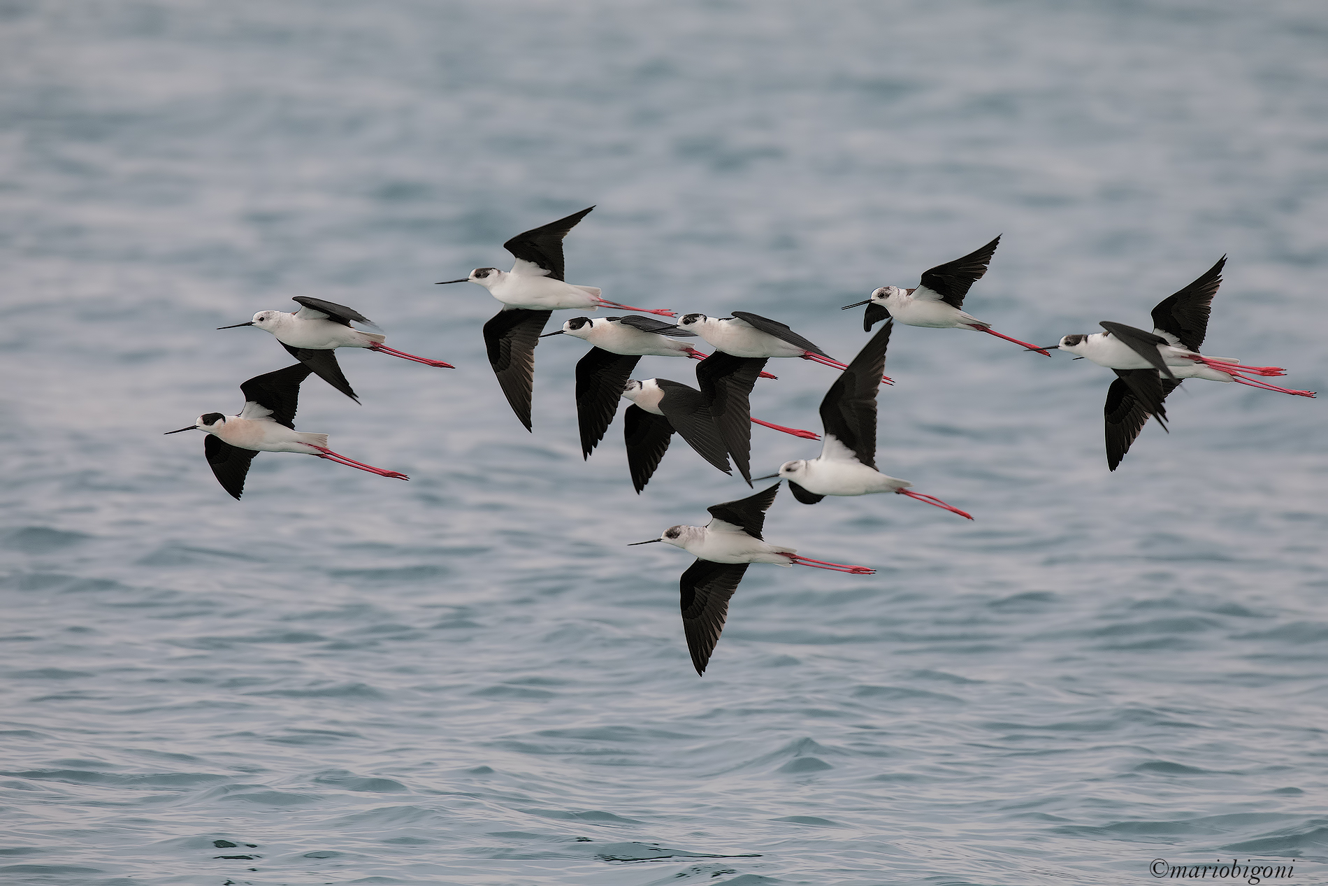 Migration ... knights of Italy