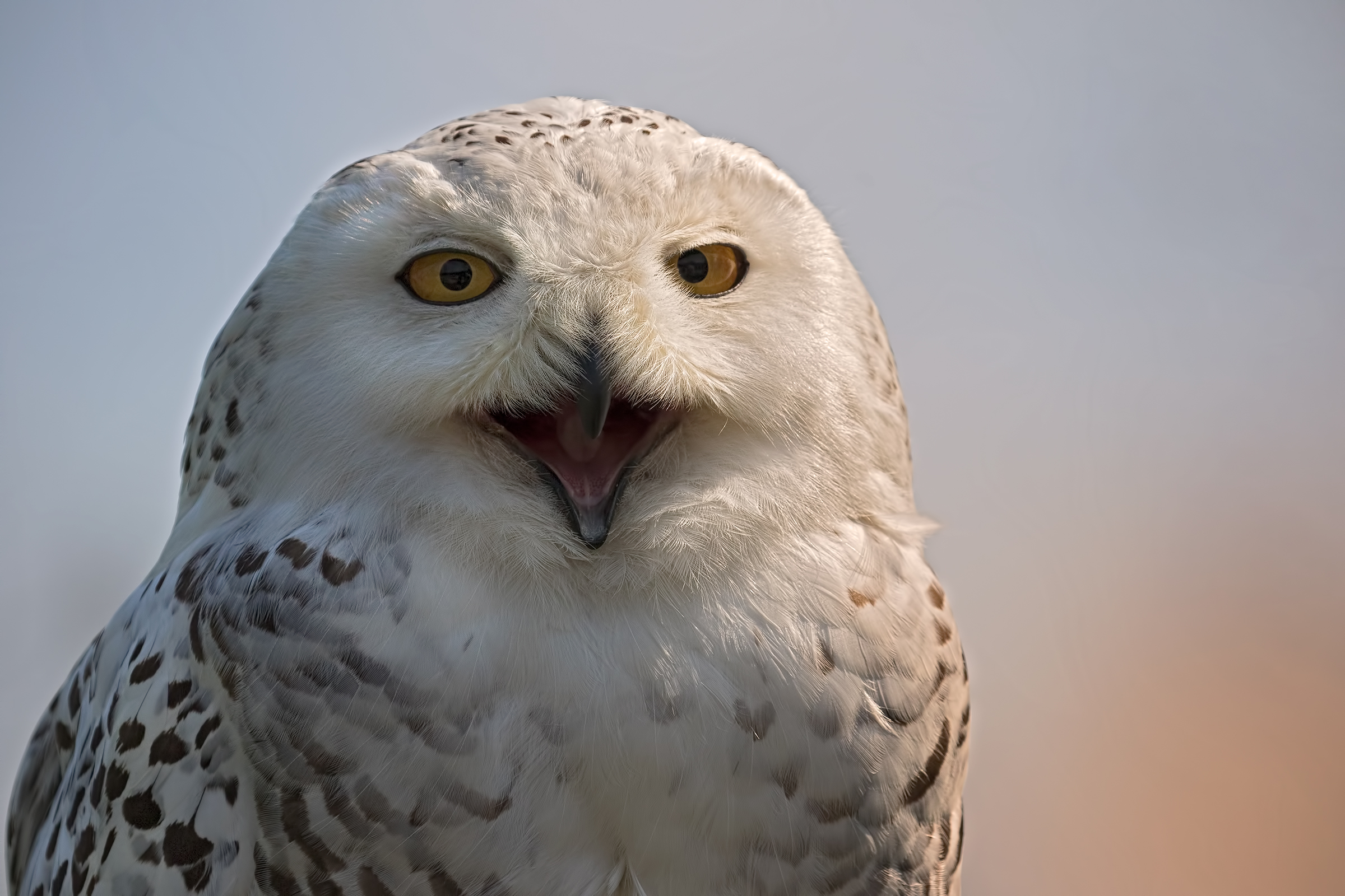 Snowy Owl (Bubo scandiacus)