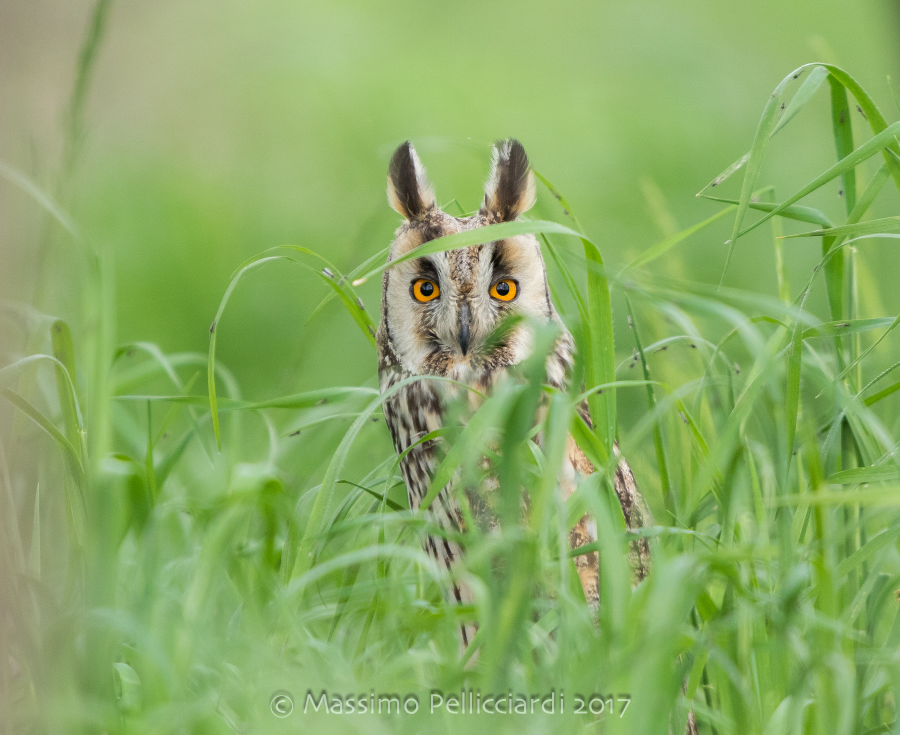 Il mio primo gufo comune