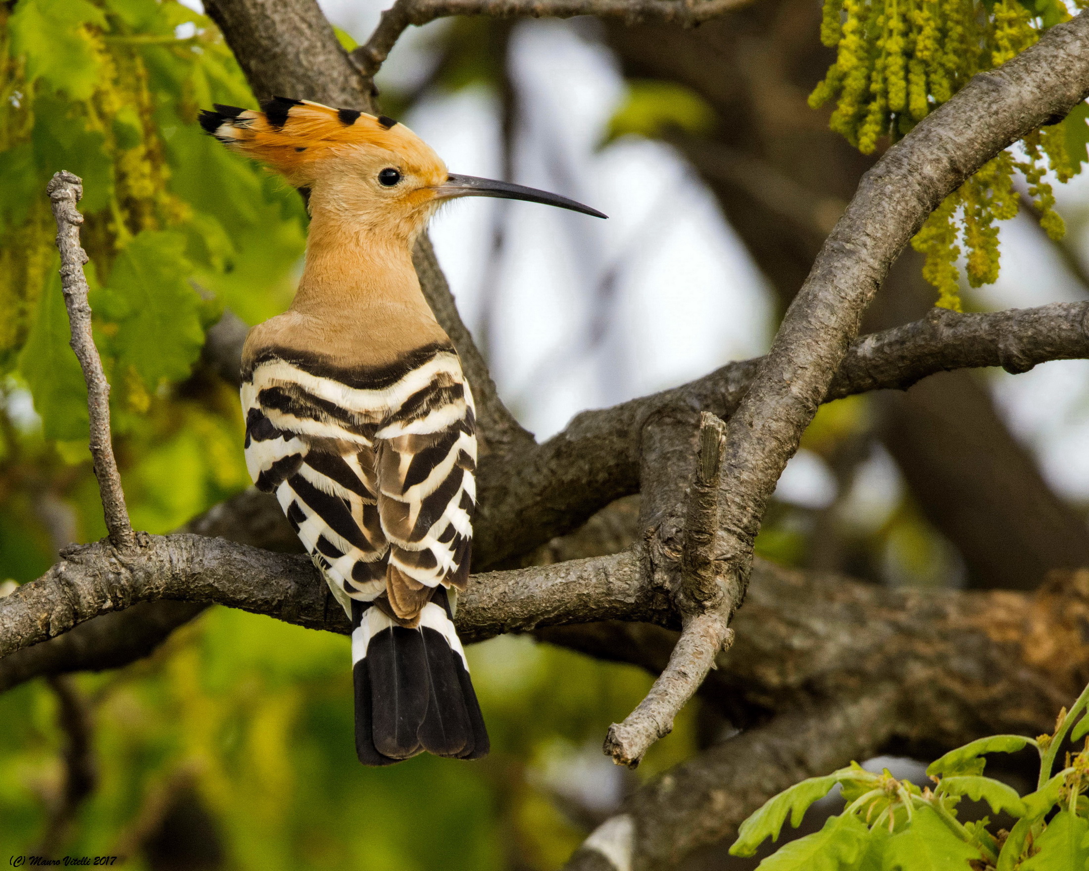 What Upupona !!! (Upupa epops)