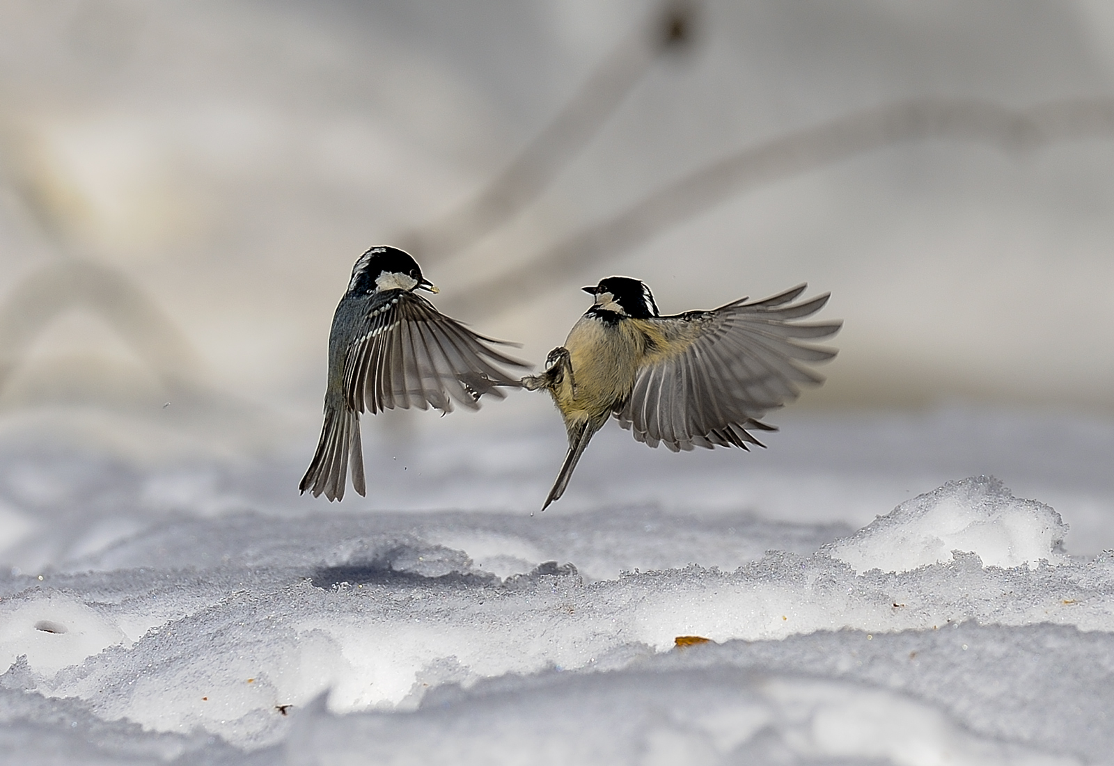 Cincie in combattimento