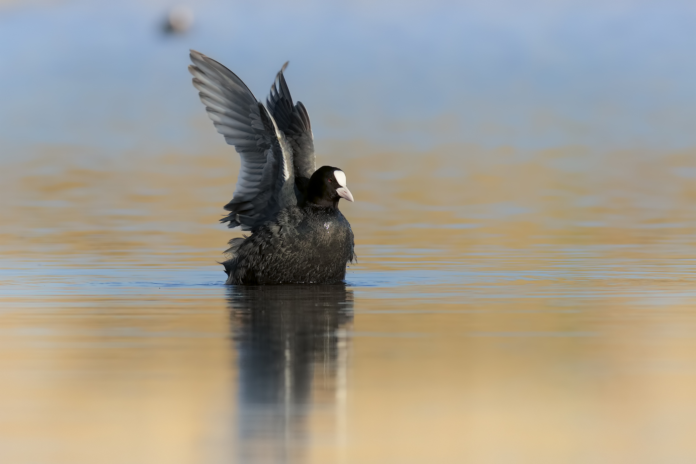 coot to the bathroom ... 3