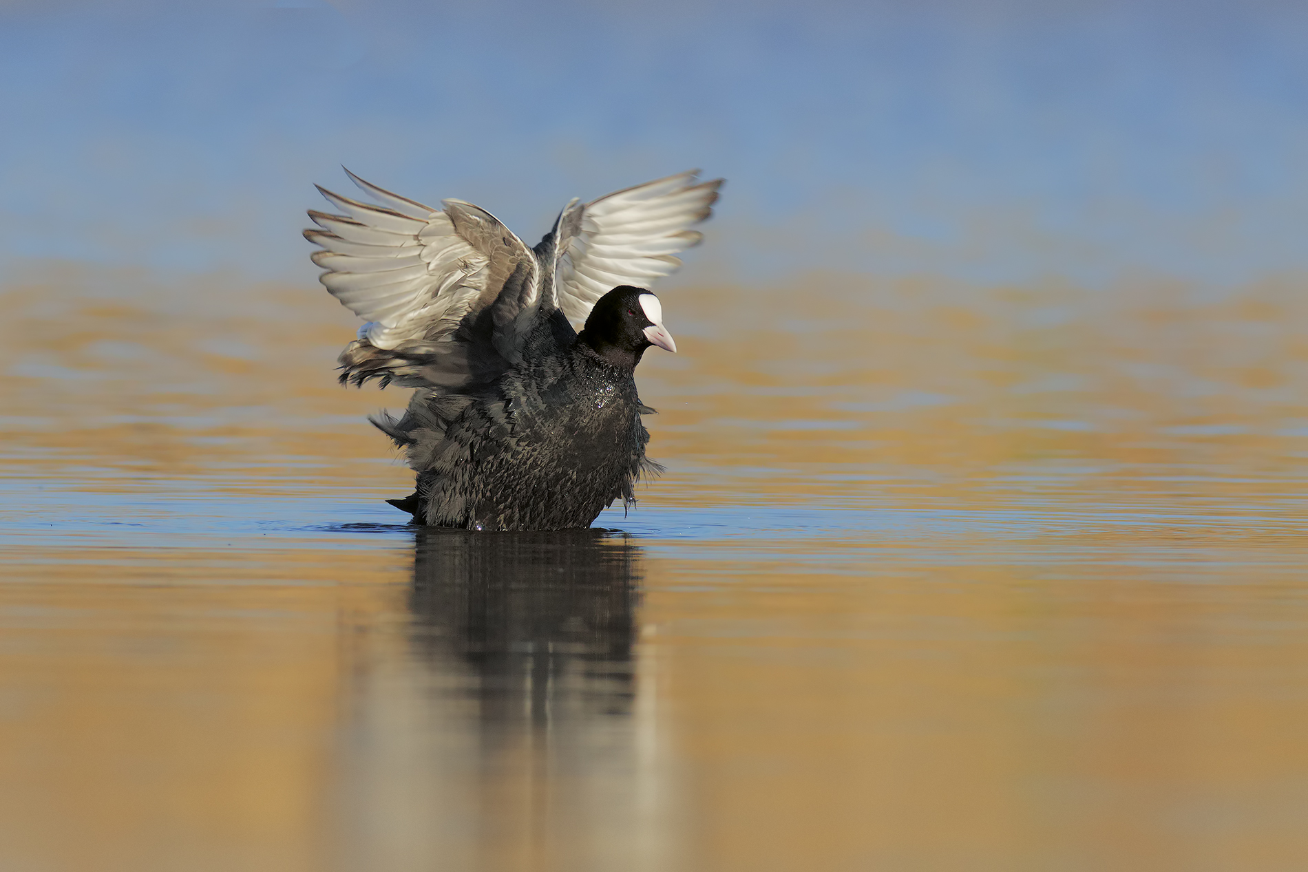 coot to the bathroom ...