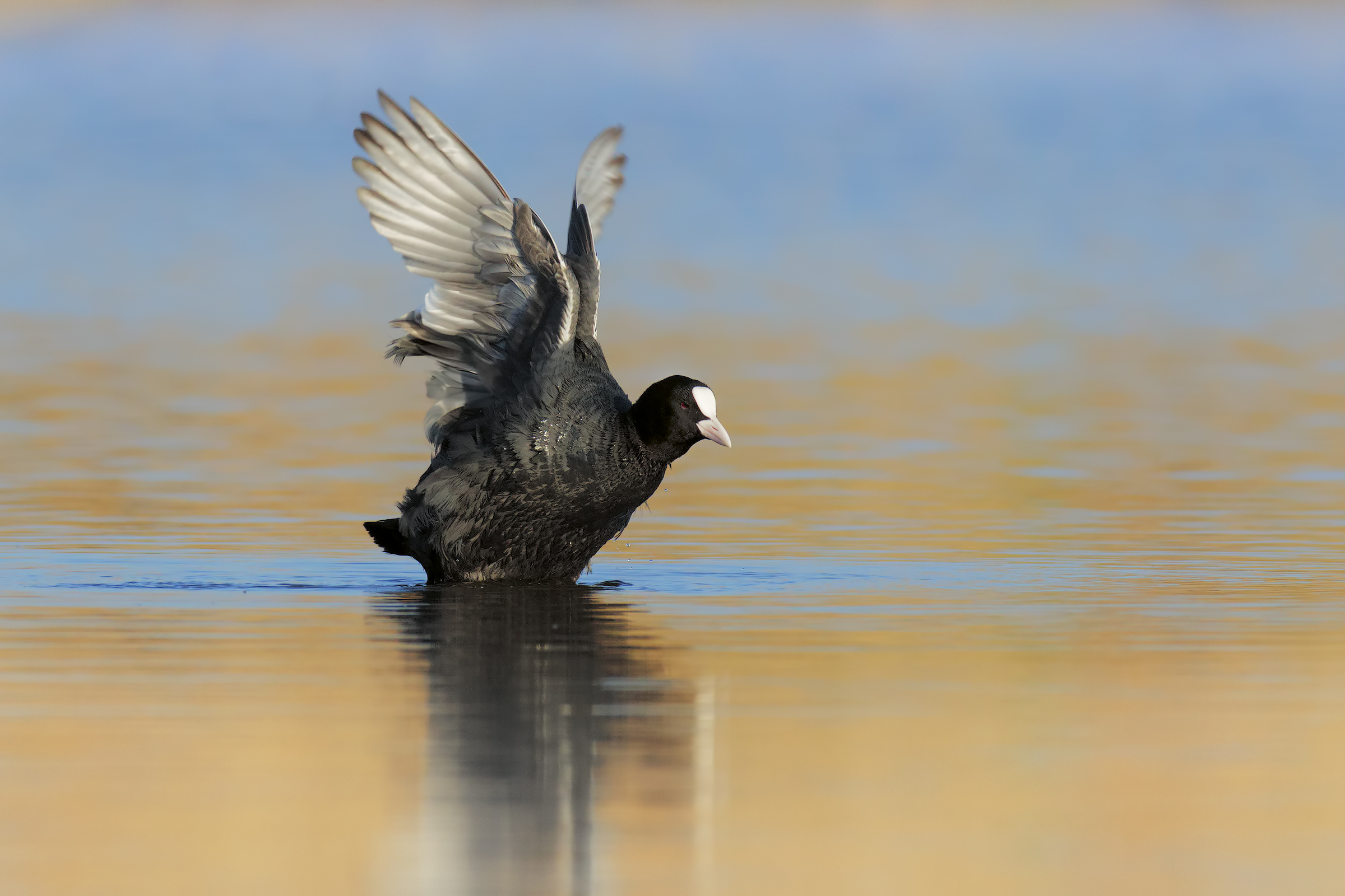 coot to the bathroom ...