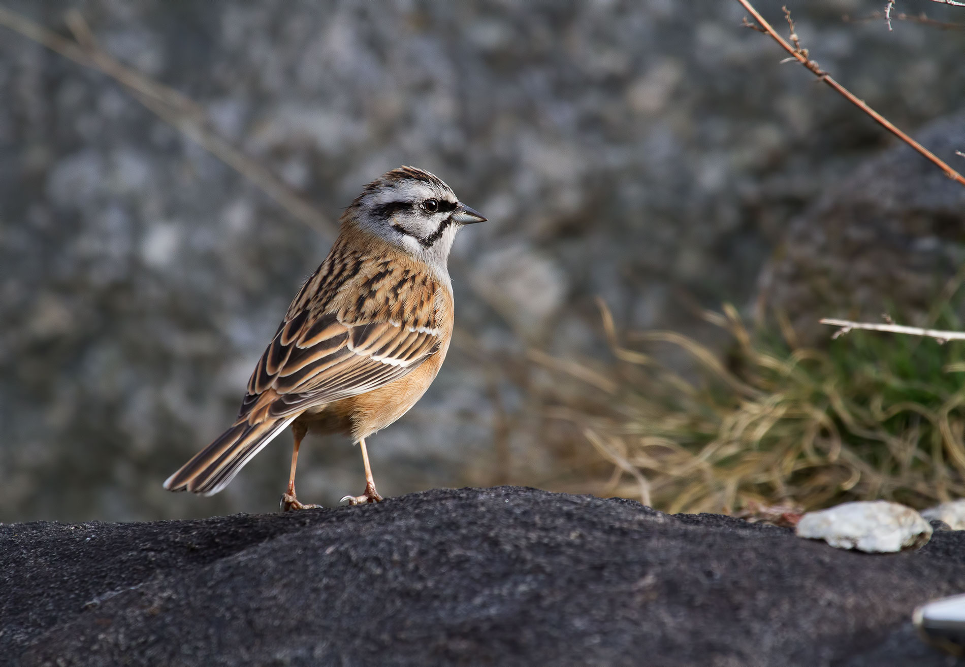 rock bunting