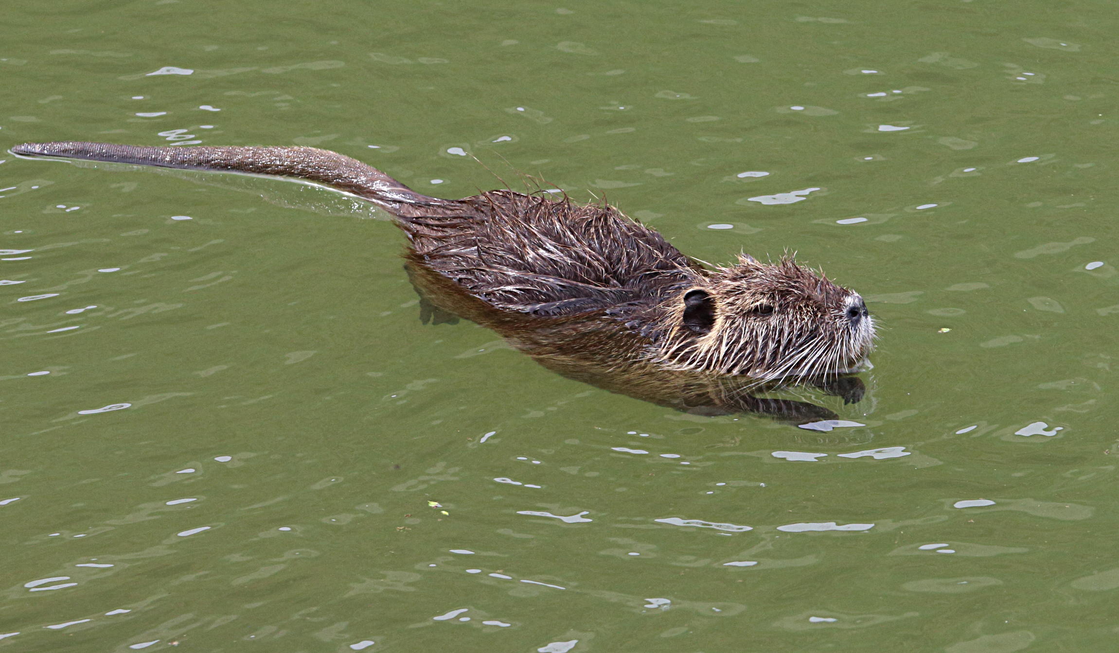 Nutria