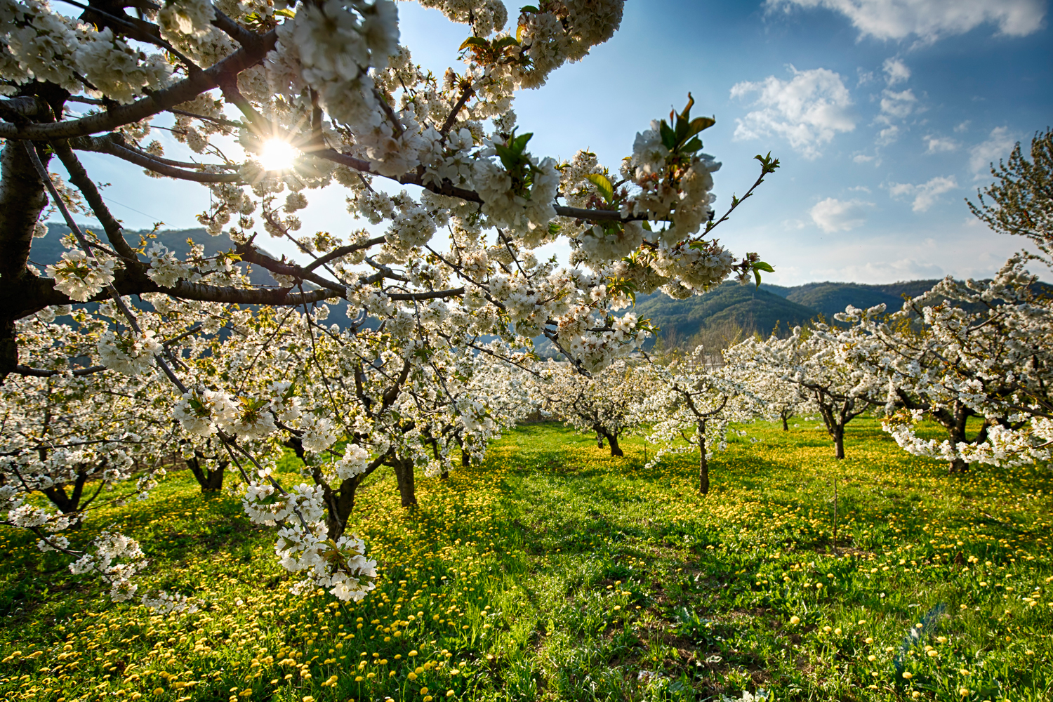 Primavera in Val d' Illasi Ciliegi