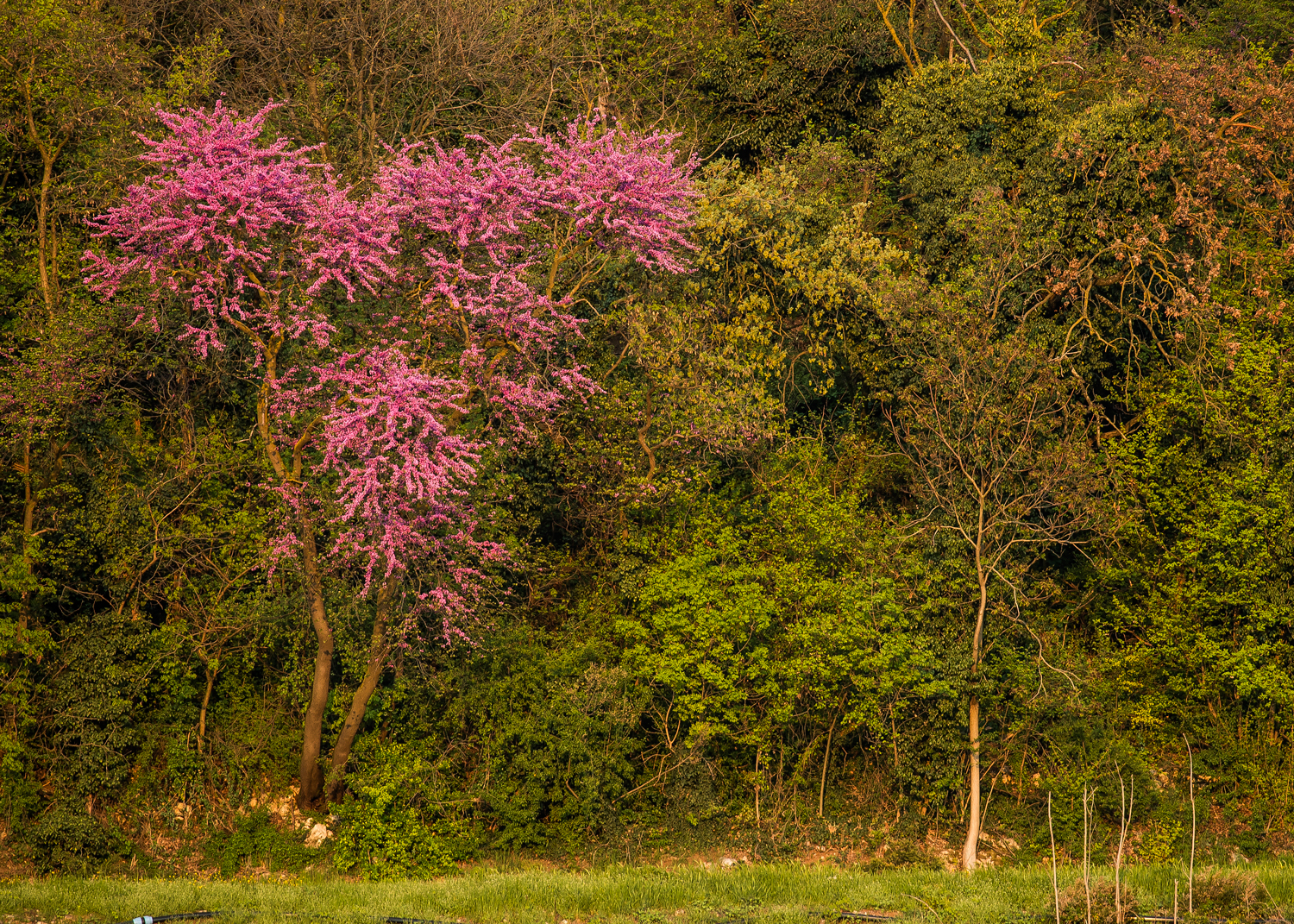 Primavera in Val d' Illasi Albero di Giuda