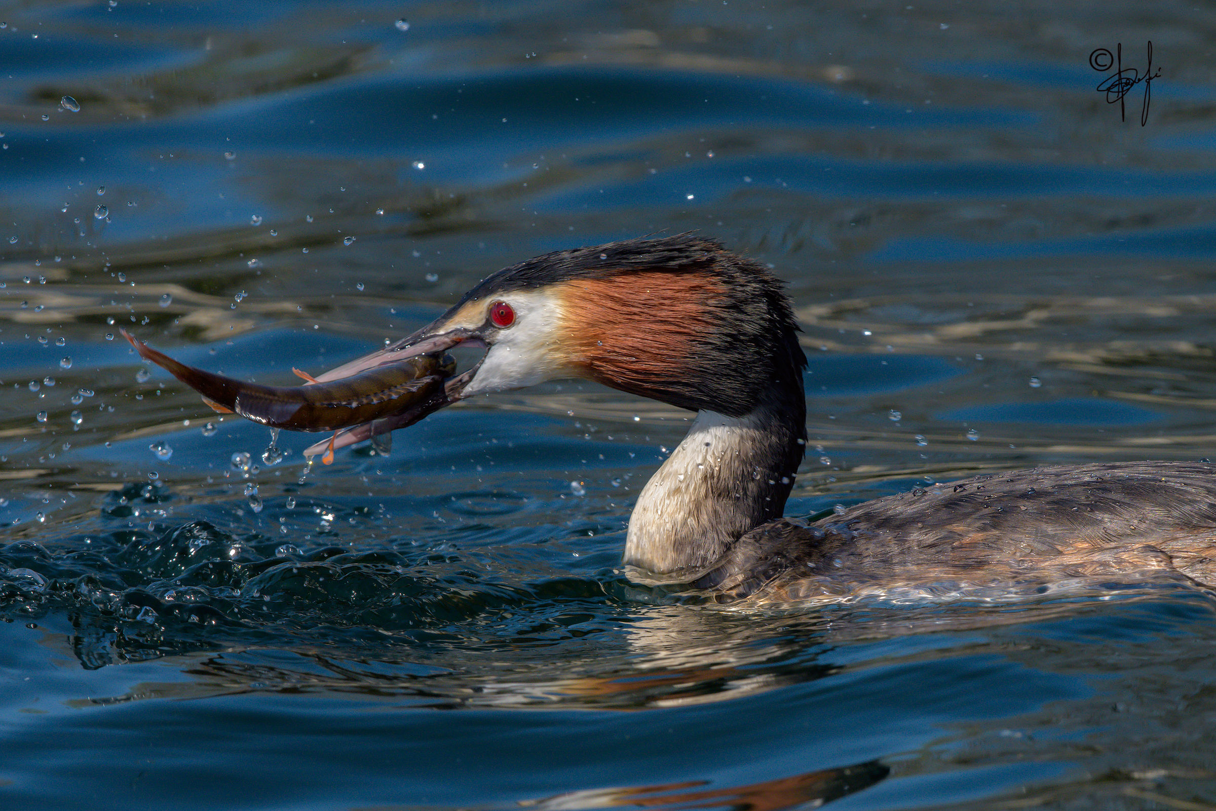 hungry Grebe