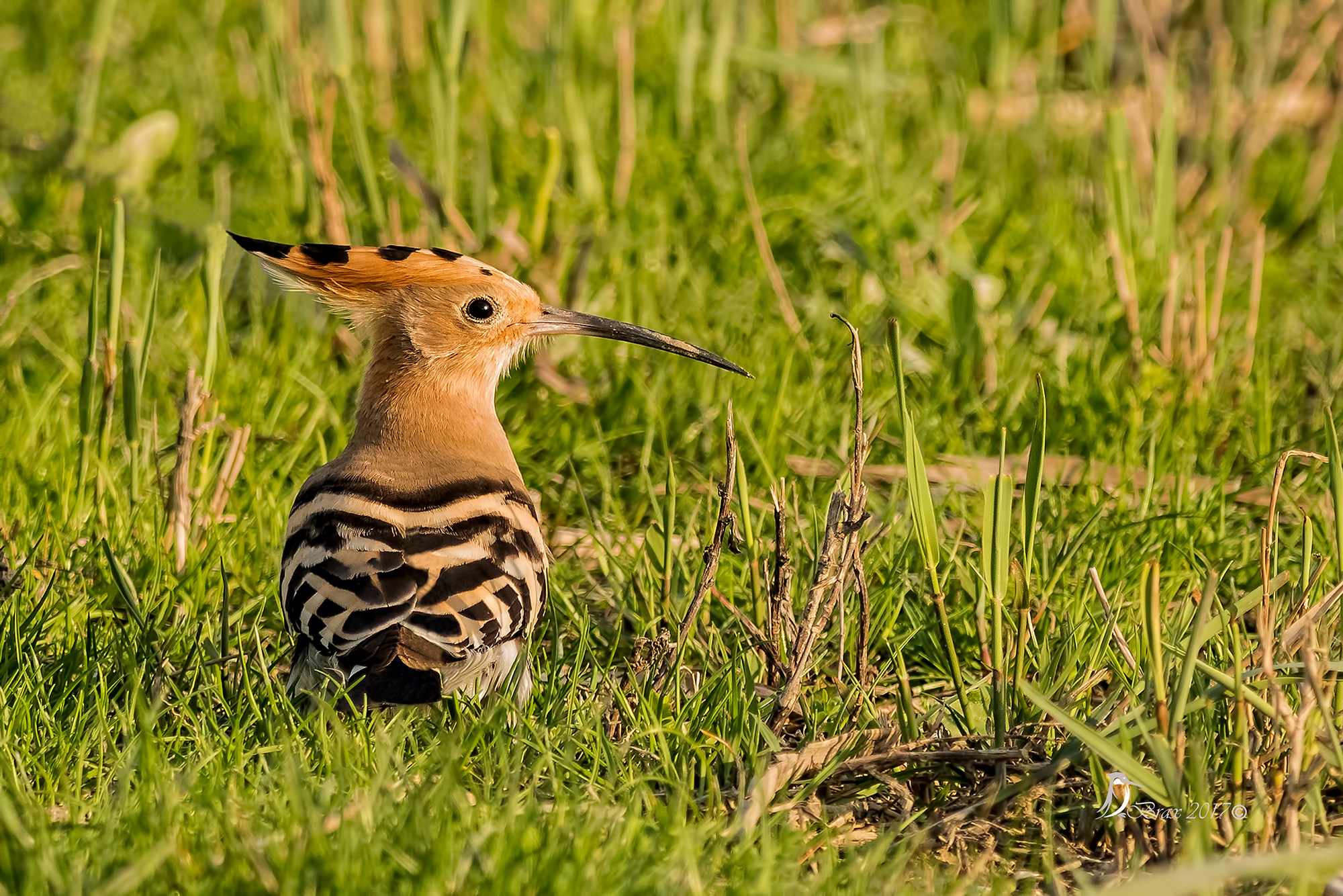 Hoopoe