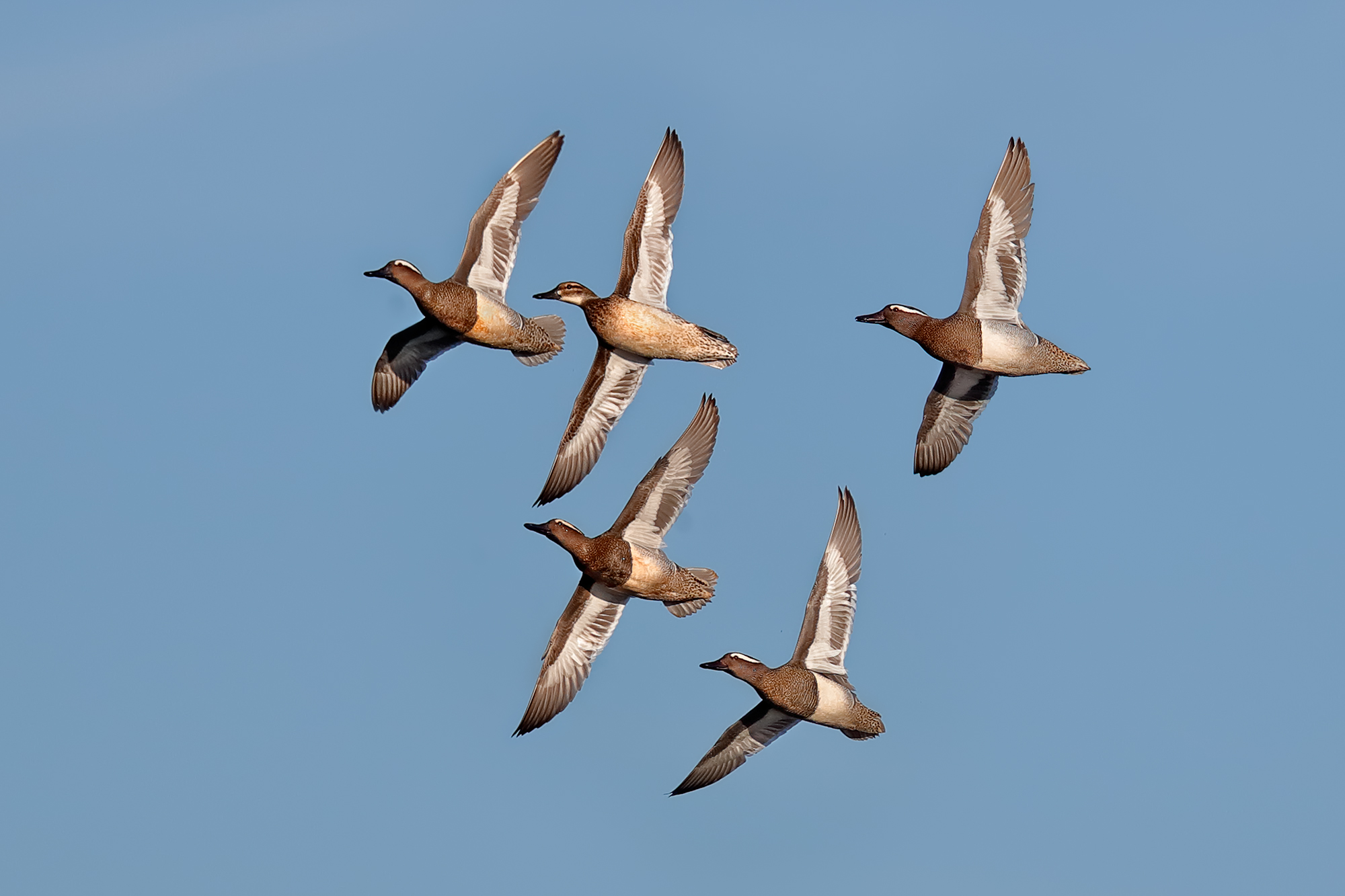 Marzaiole in volo di corteggiamento 2