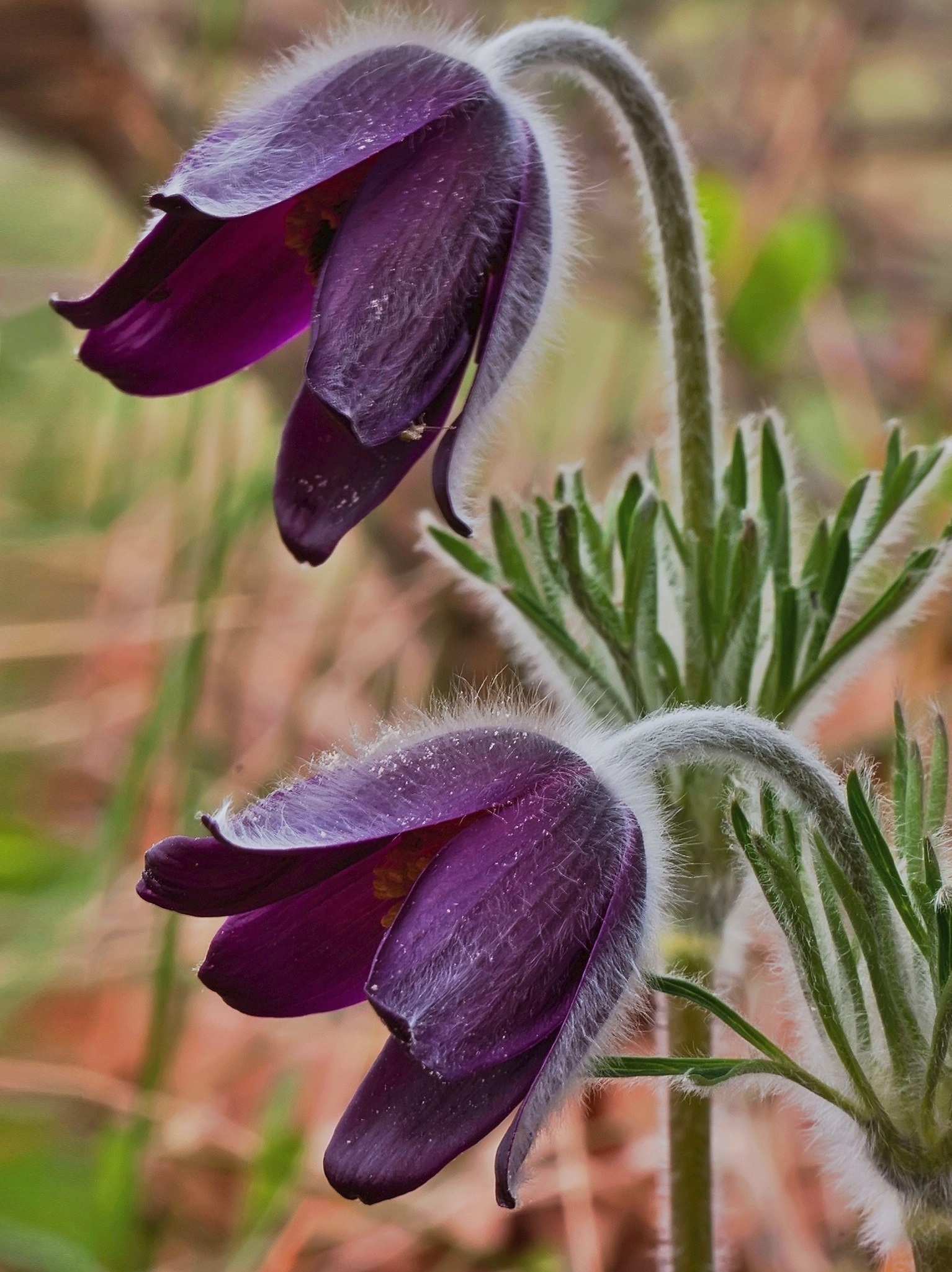 Anemone montana