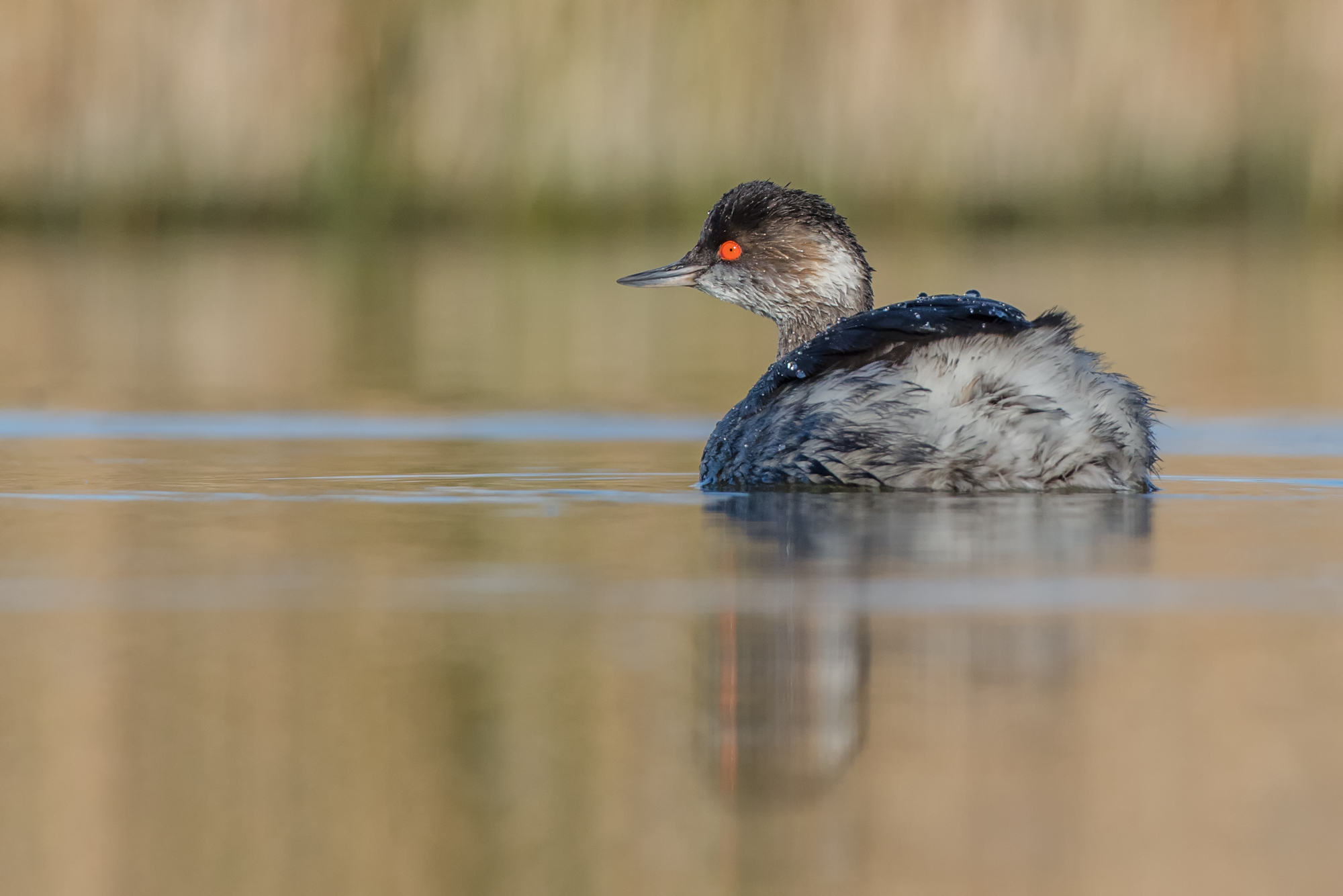 Black-necked Grebe