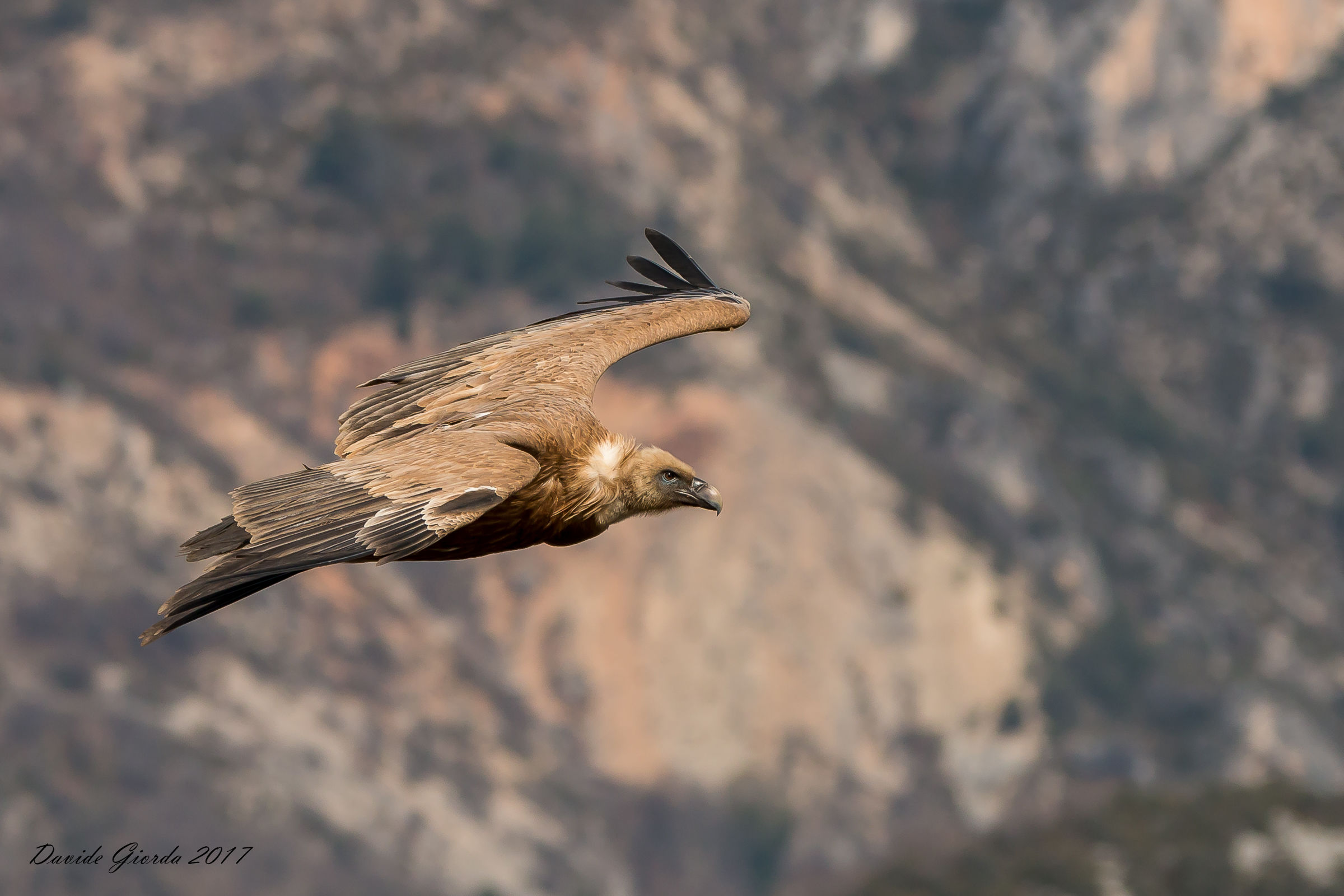 The flight of the Griffon