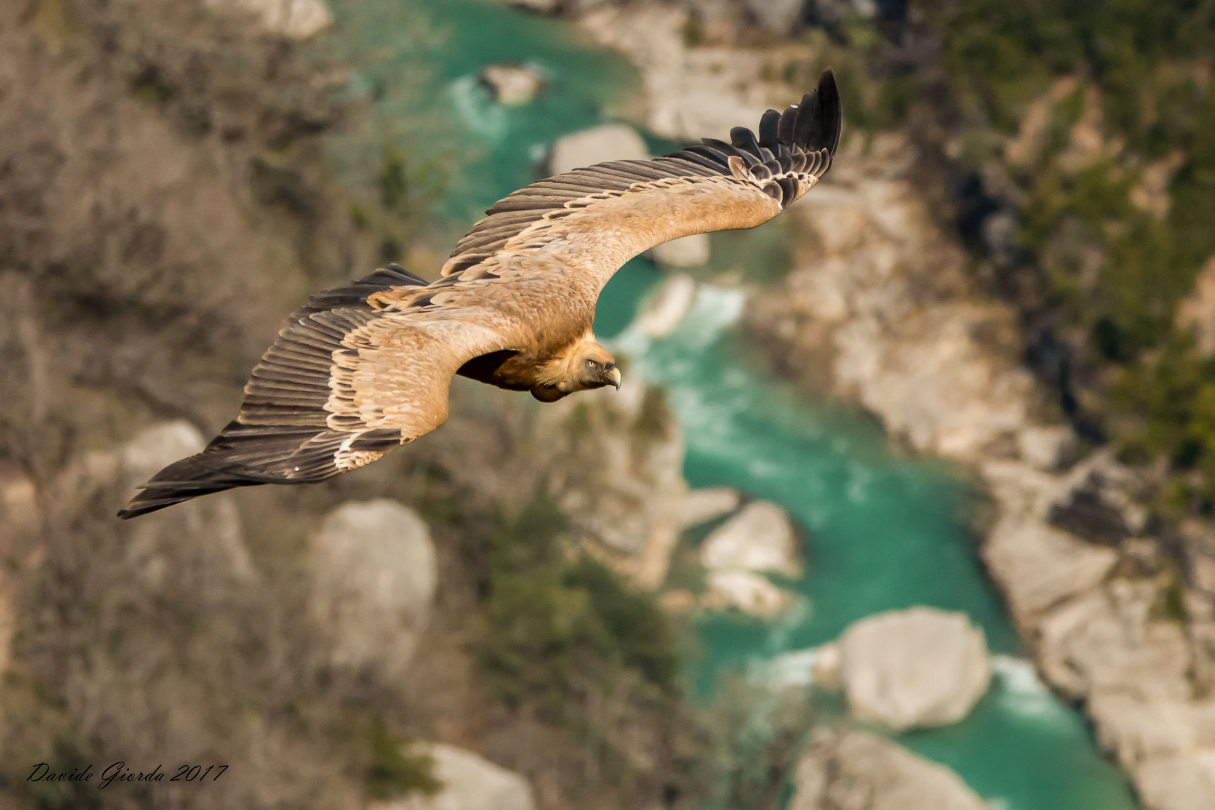Griffin on the Verdon