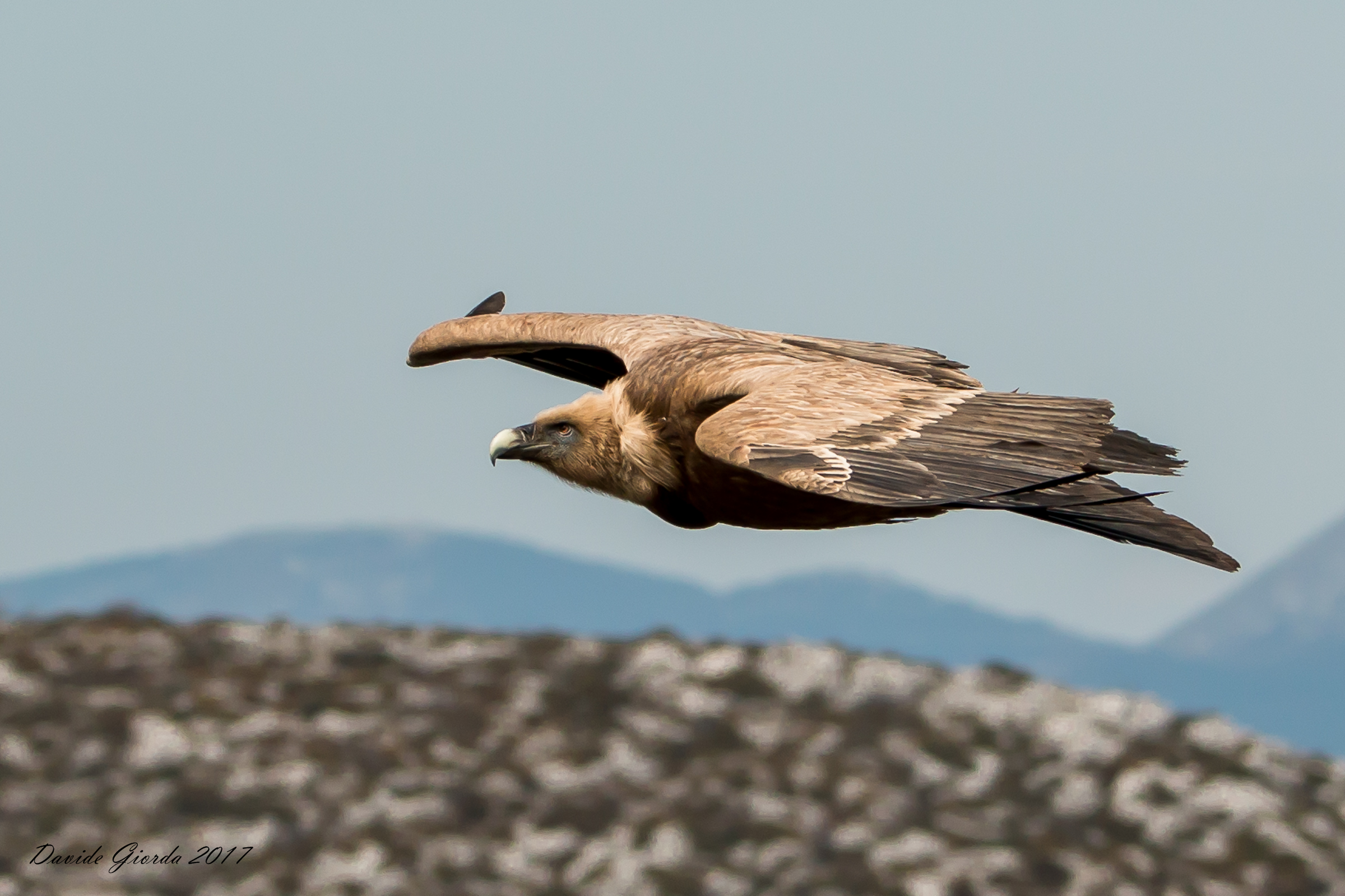 Griffon vulture in the sky