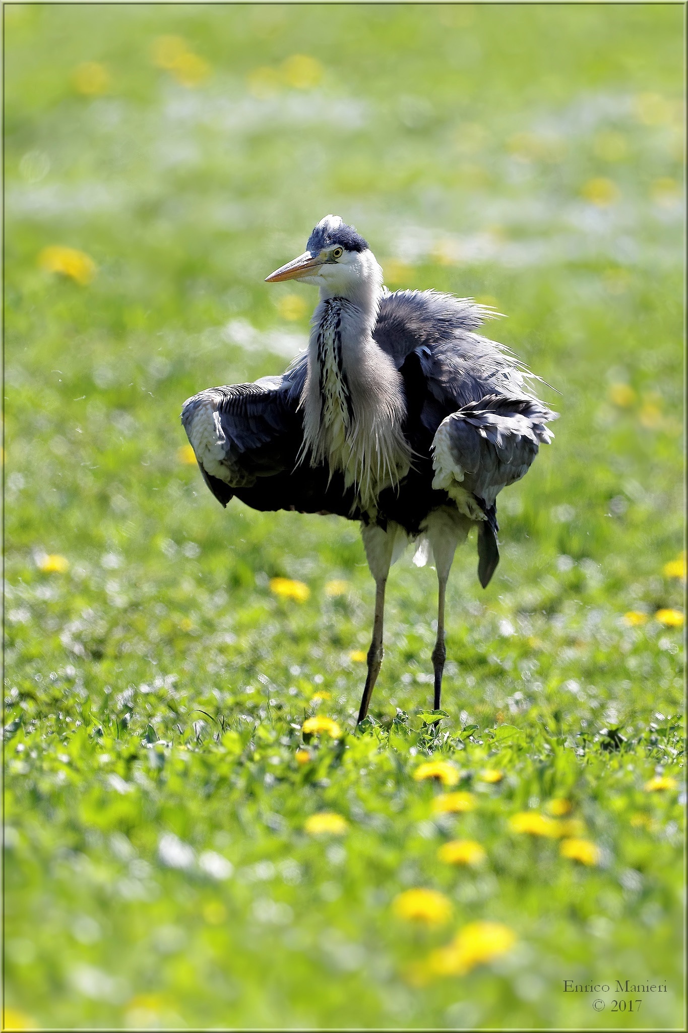 Airone cinerino - Ardea Cinerea
