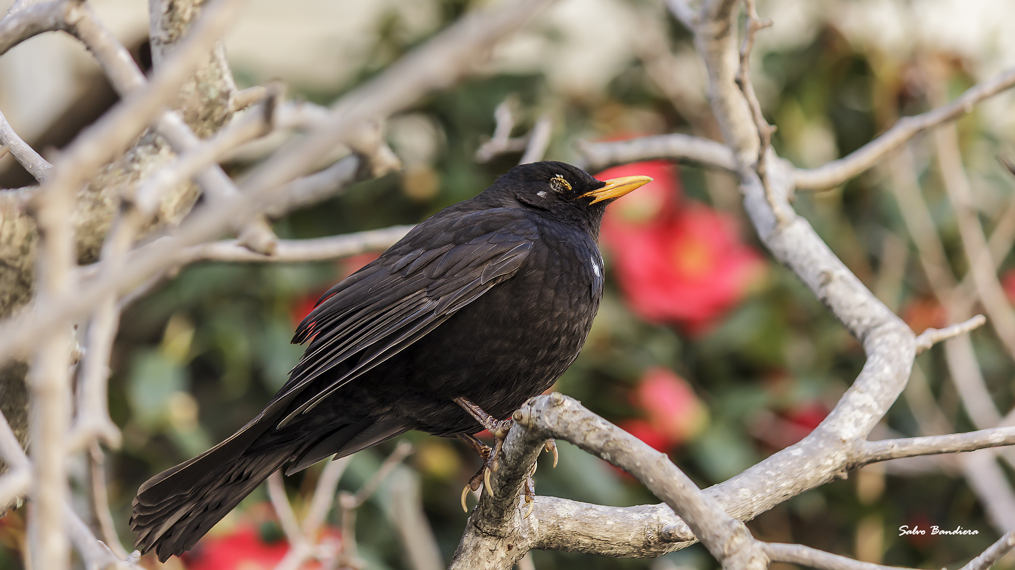 Turdus merula (Merlo)