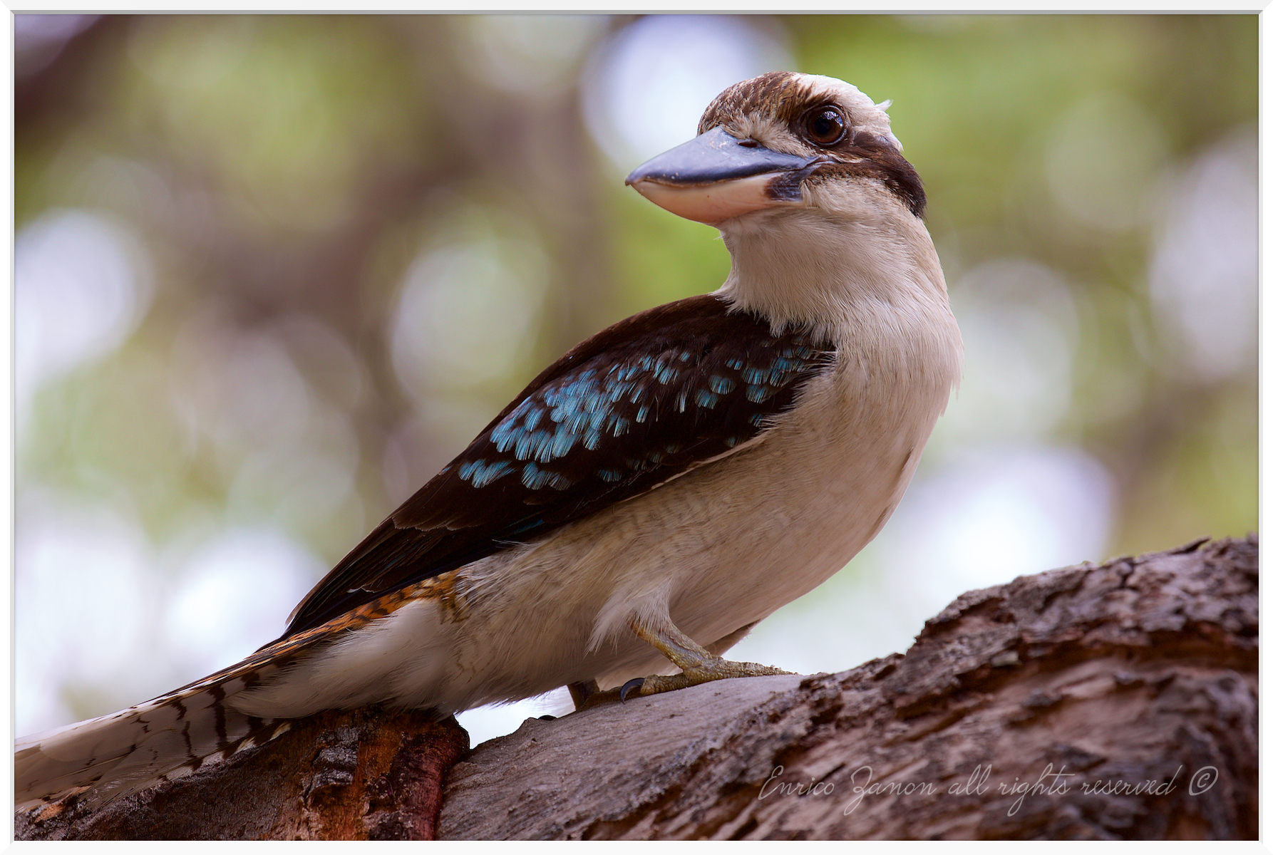 kookaburra