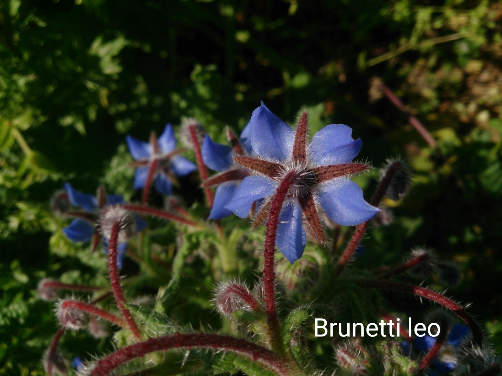 borage flowers