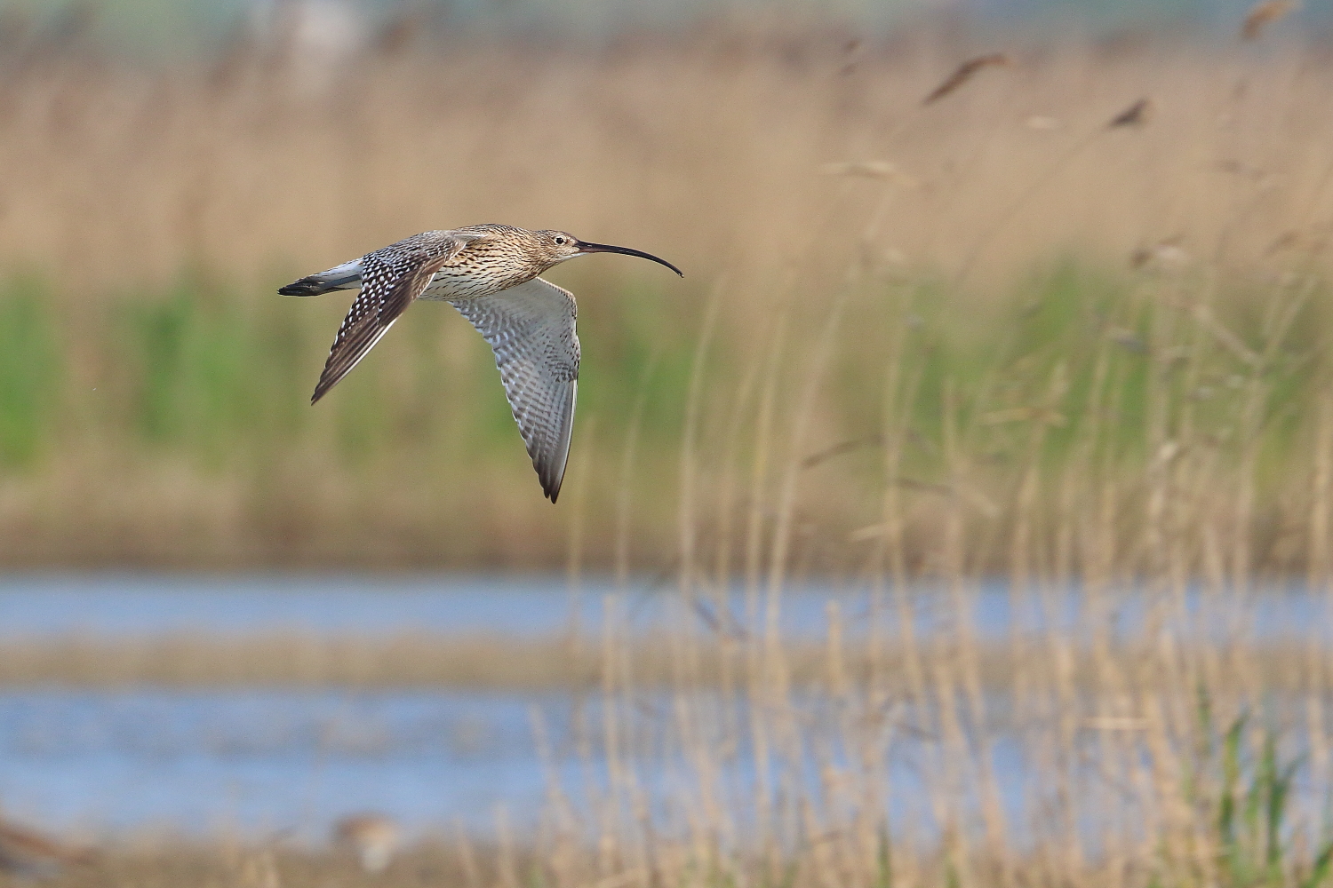 Curlew