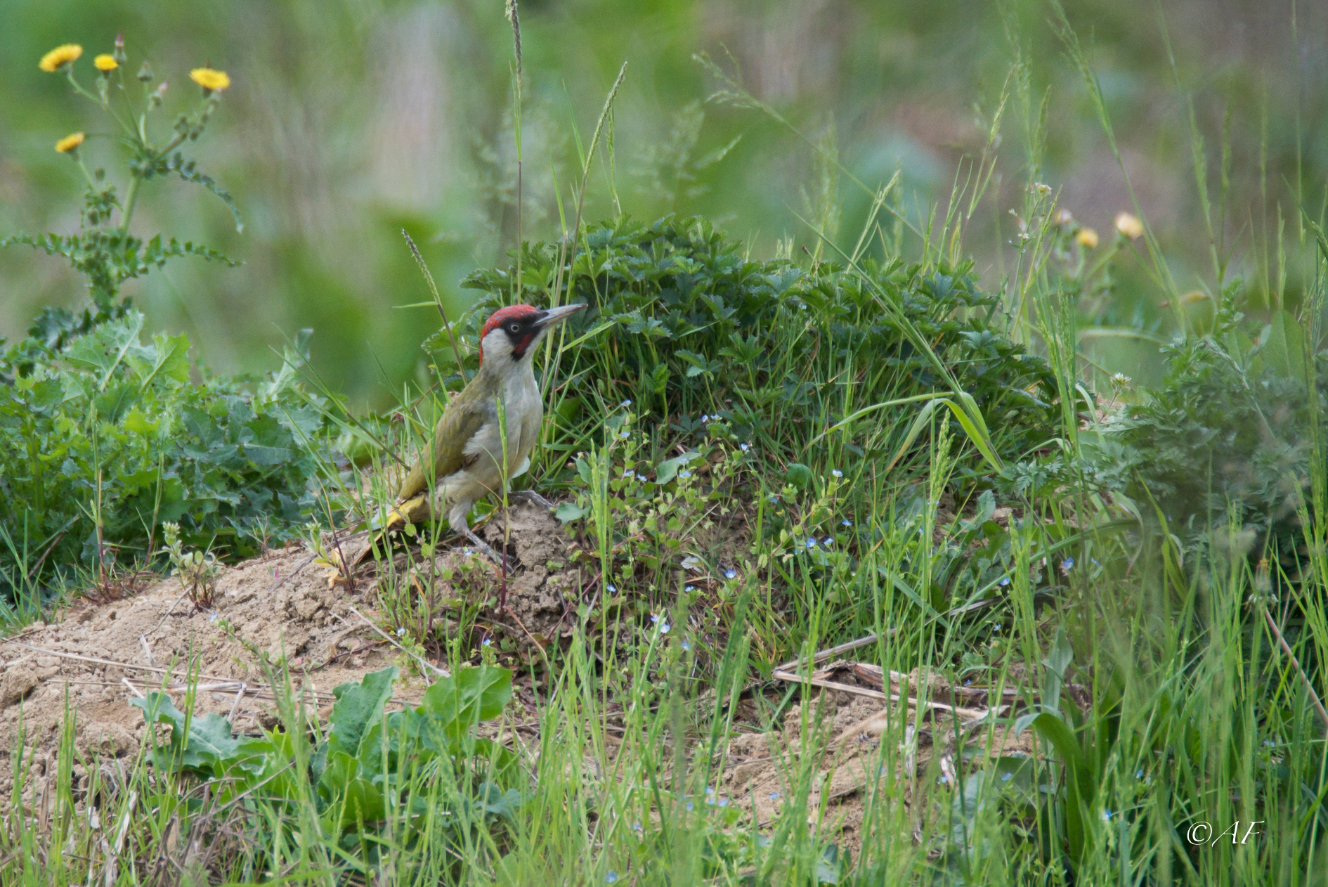 green woodpecker