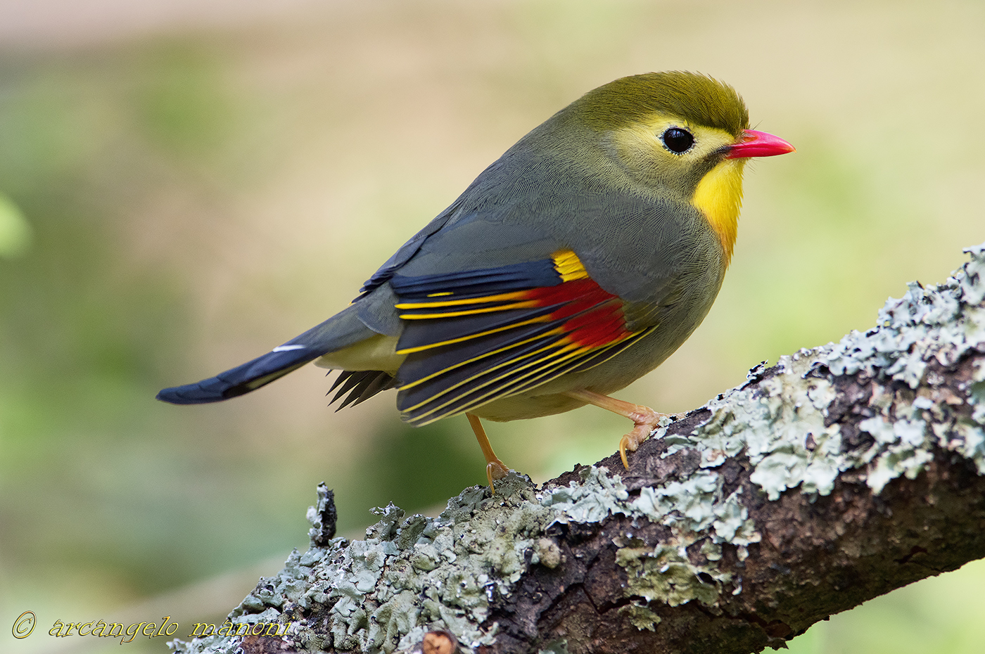 Il profilo dell'usignolo del Giappone