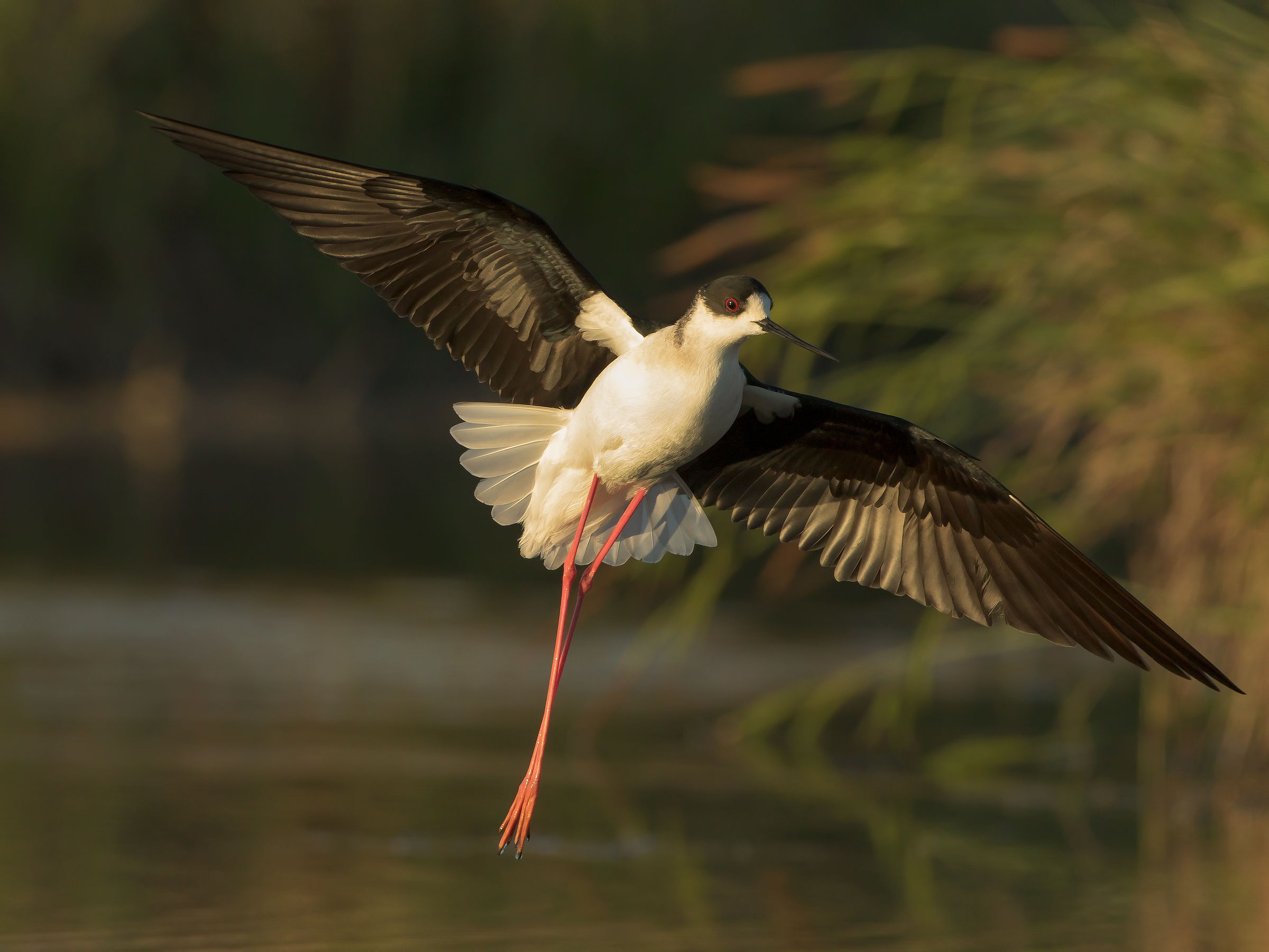 Cavalier steering wheel