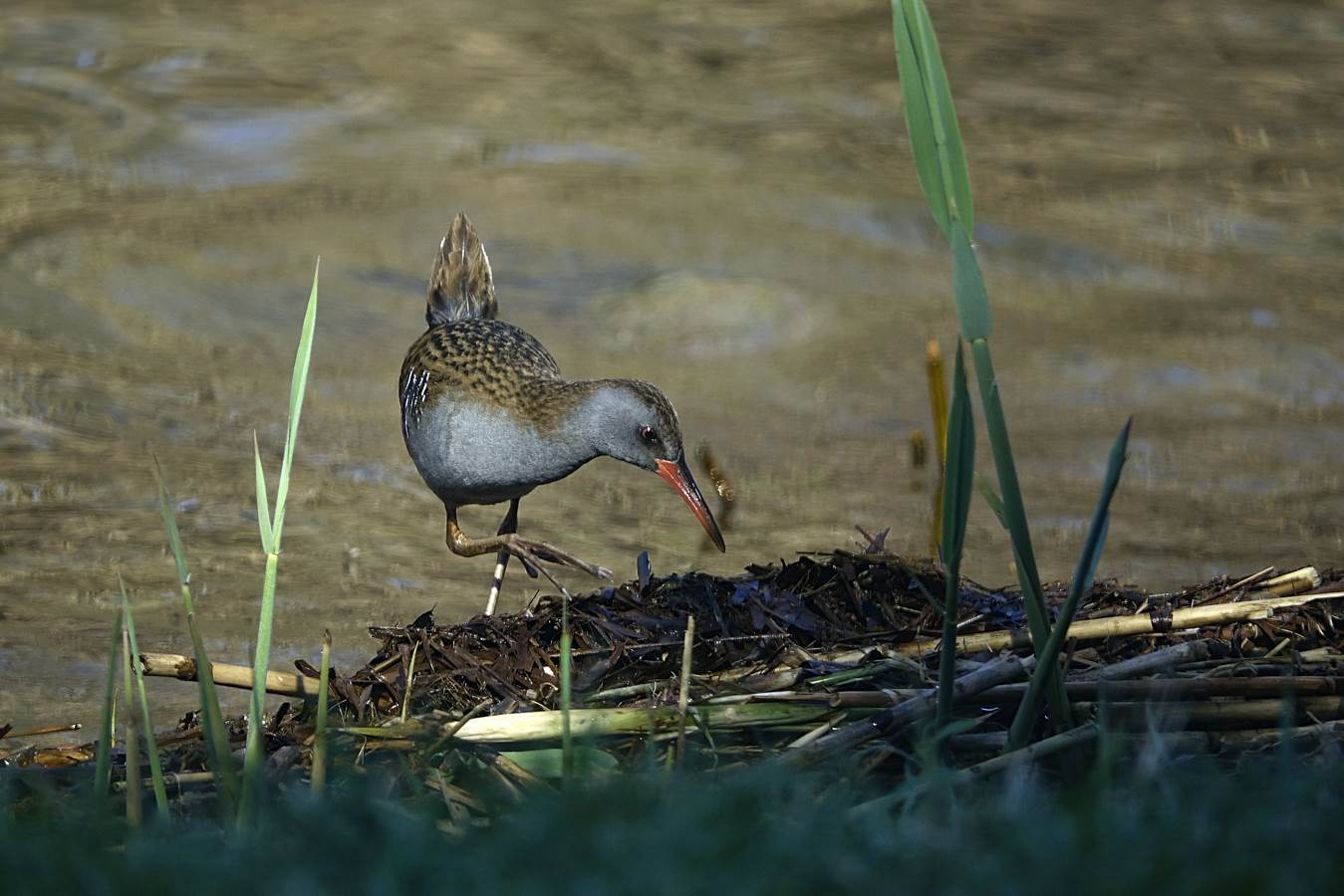 rooting in the reeds