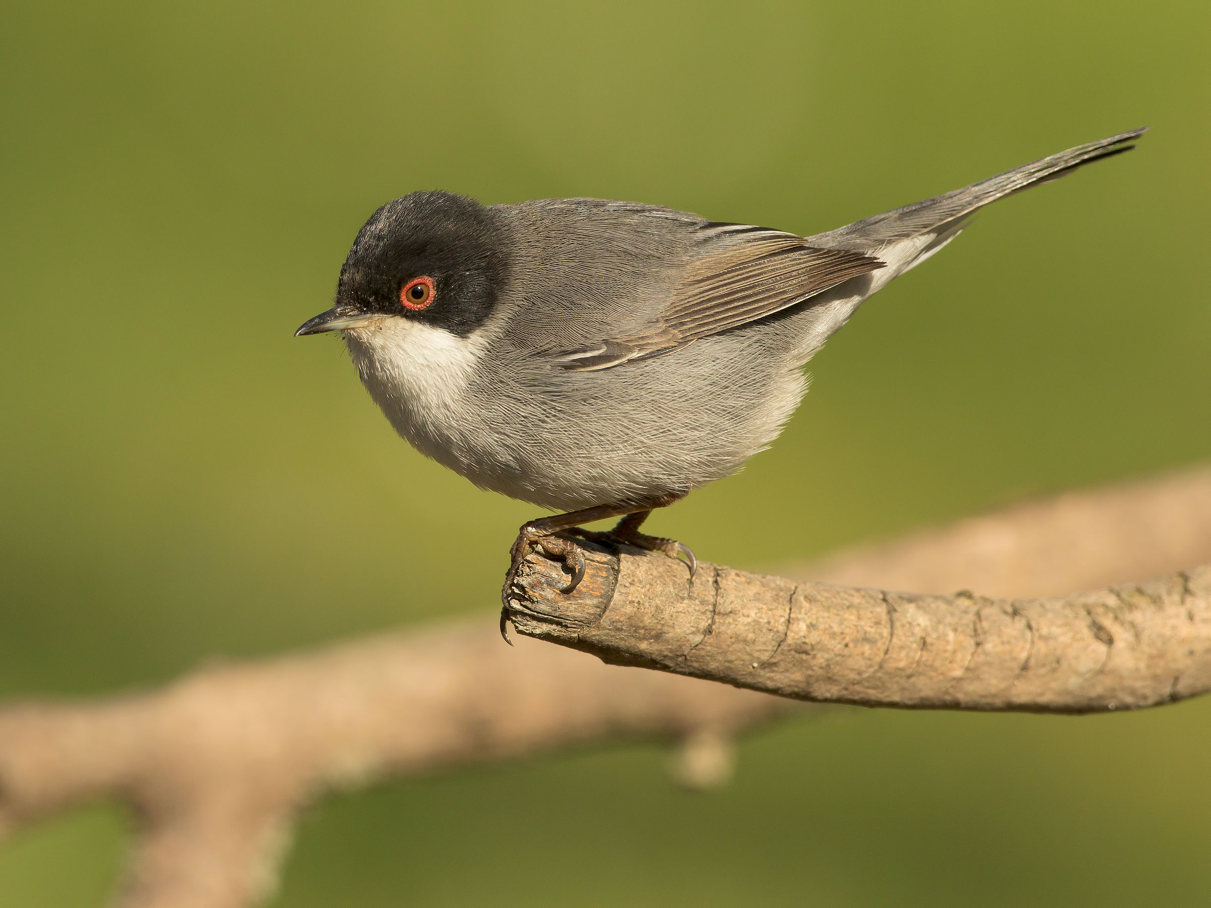 You can not go wrong aims