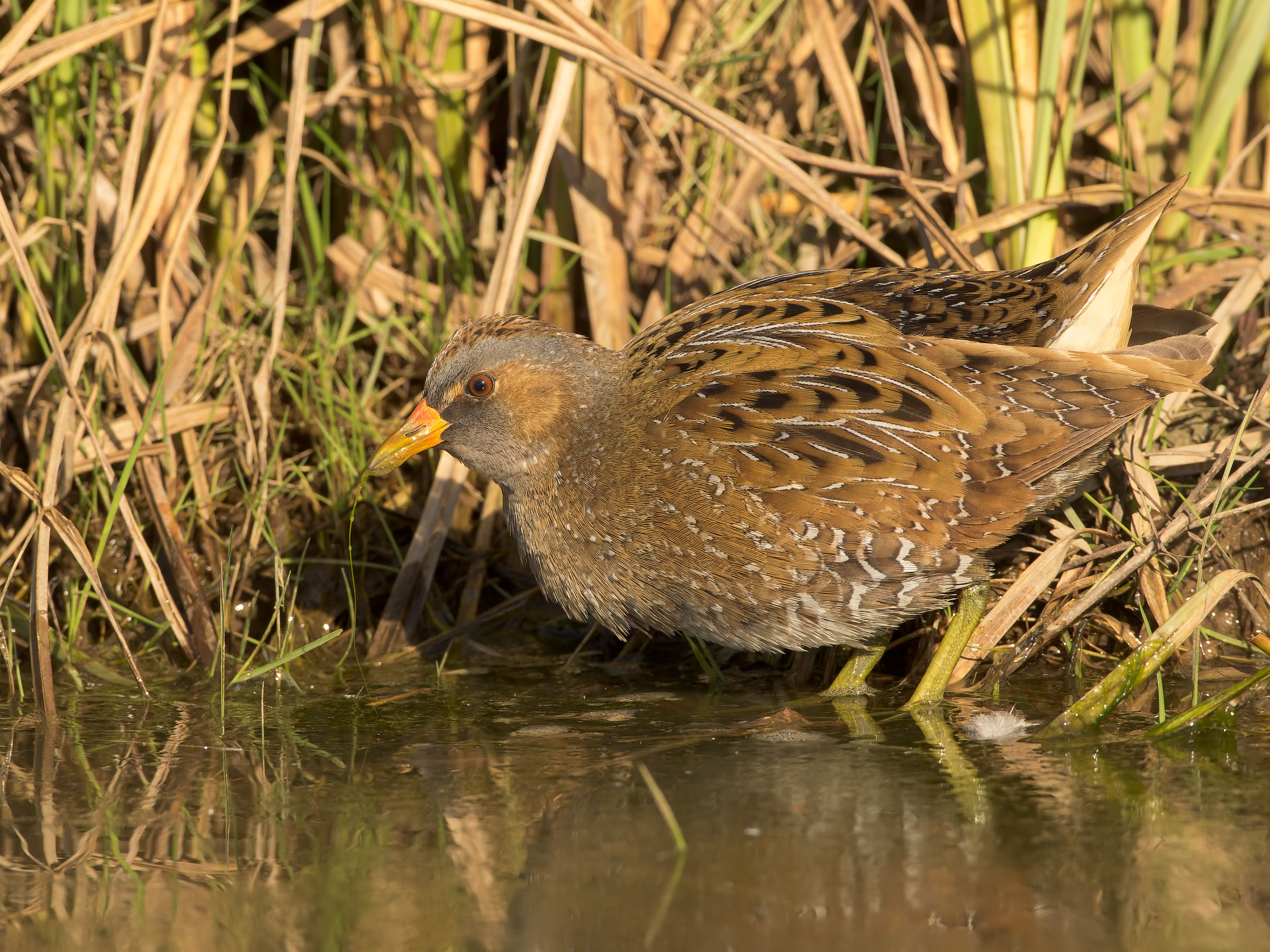 spotted crake superstar