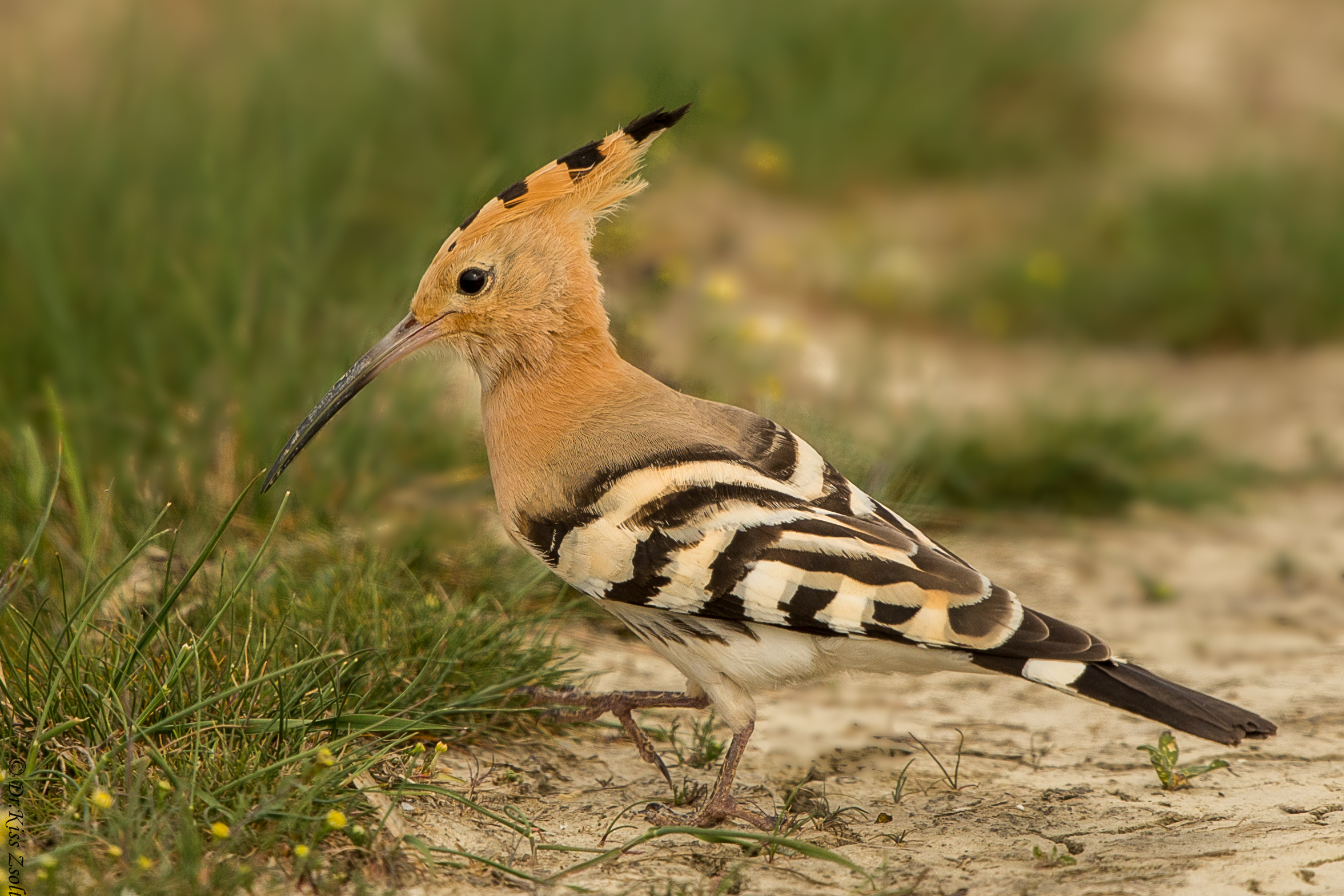 Hoopooo